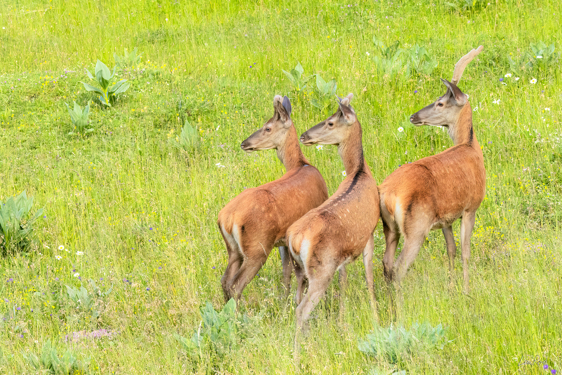 3 jeunes Cerfs - M144