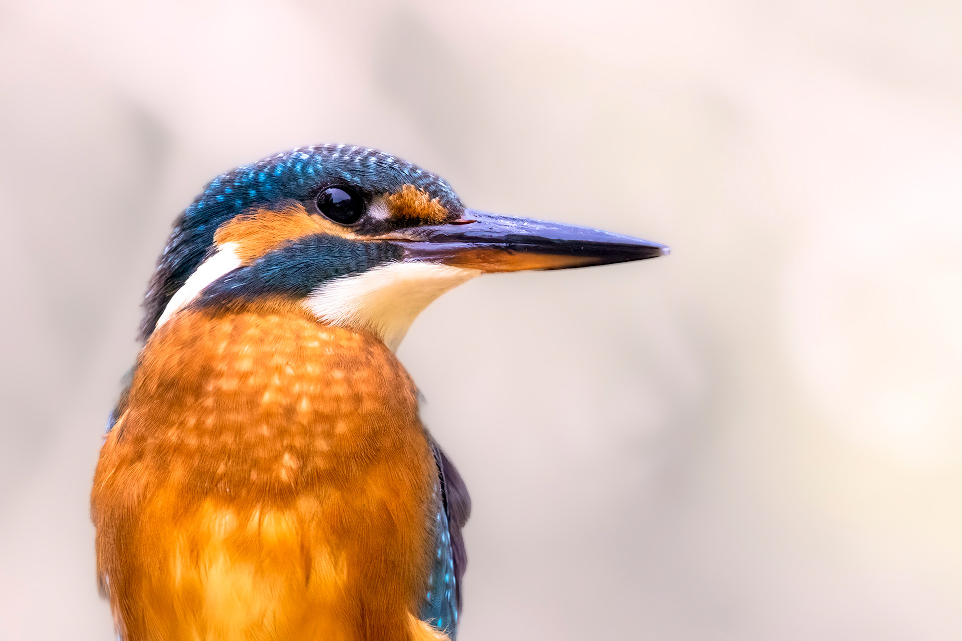 Martin pêcheur - OE 091