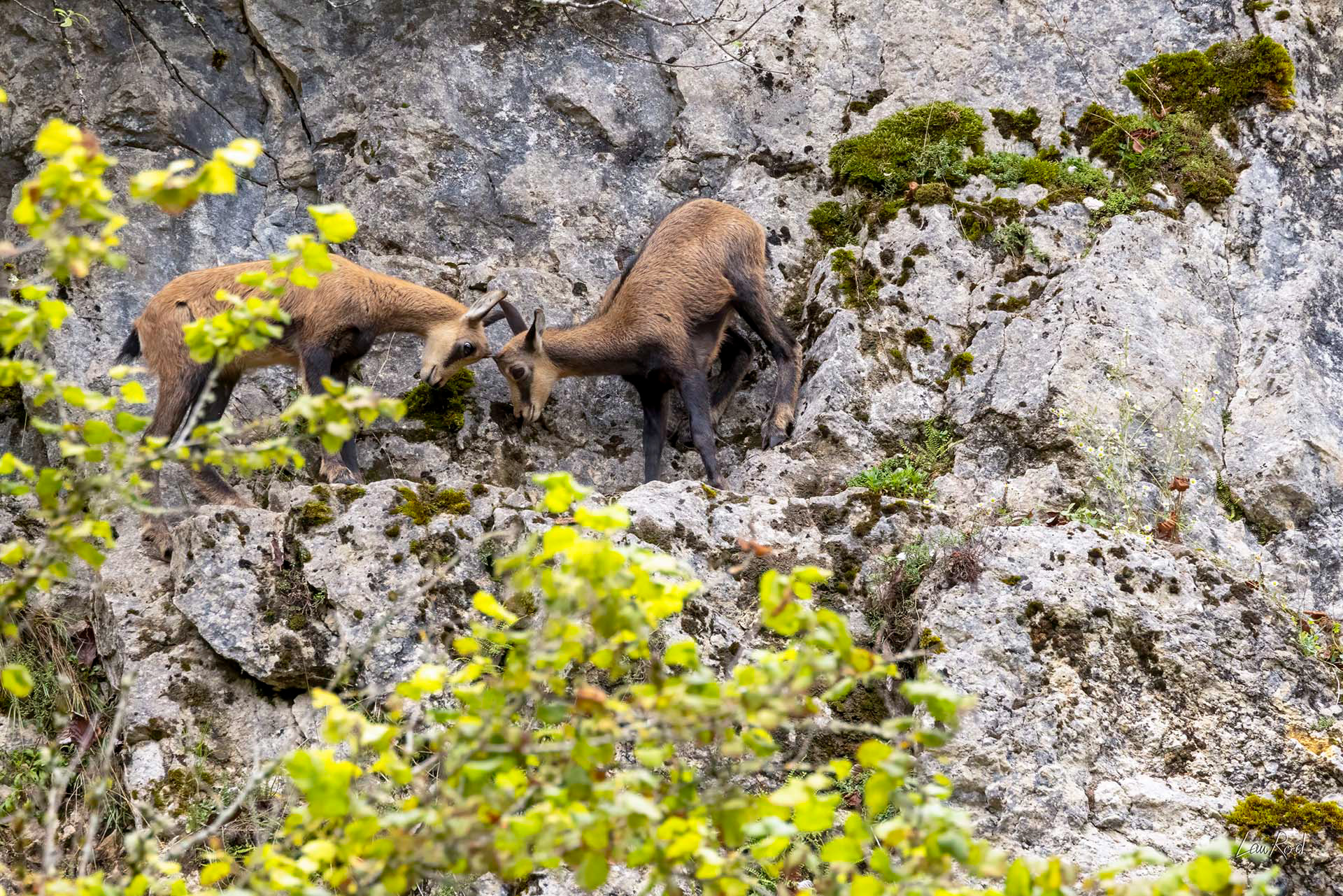 Éterlous complicité - M180