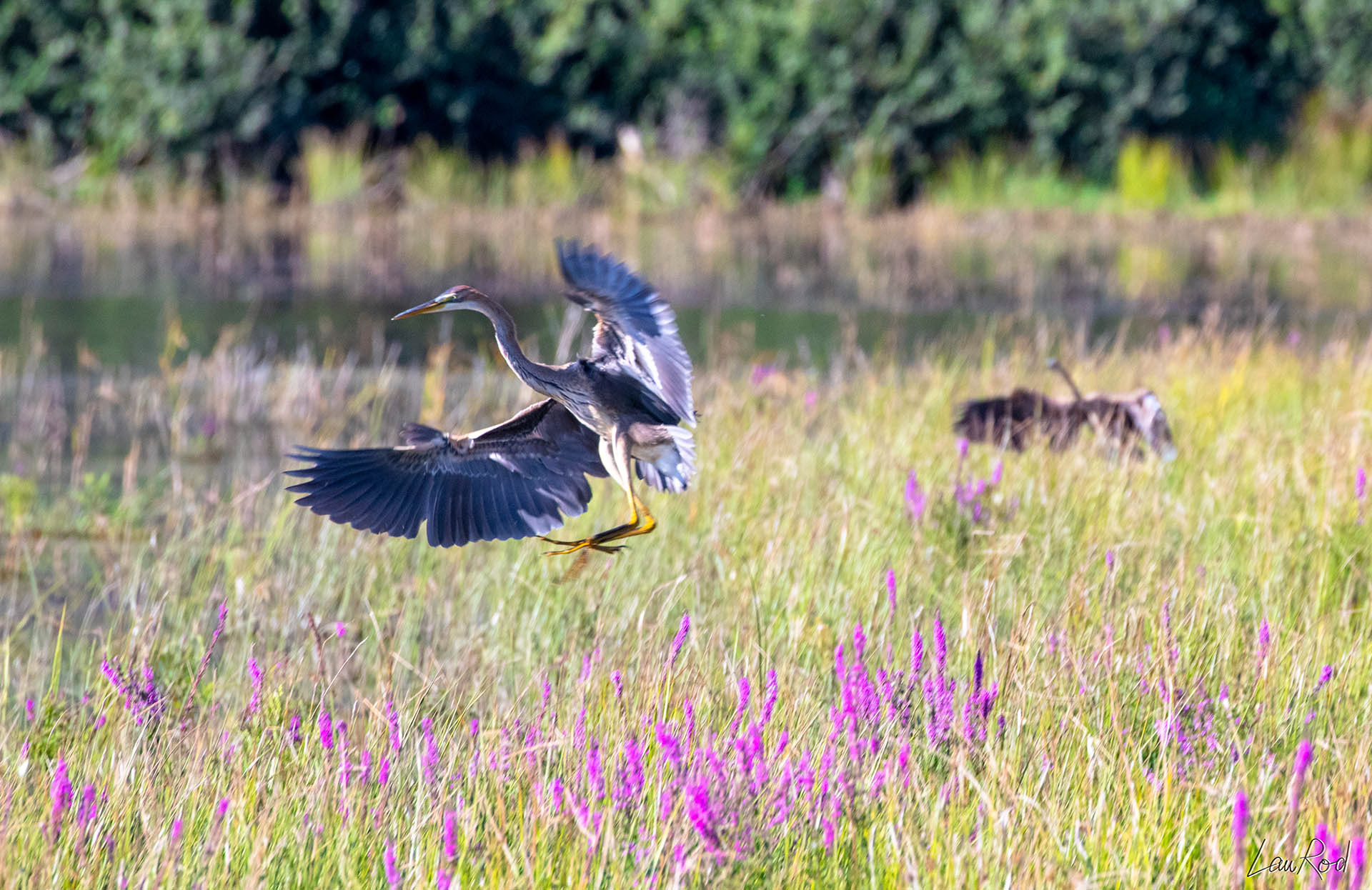 Héron pourpré - OE 015