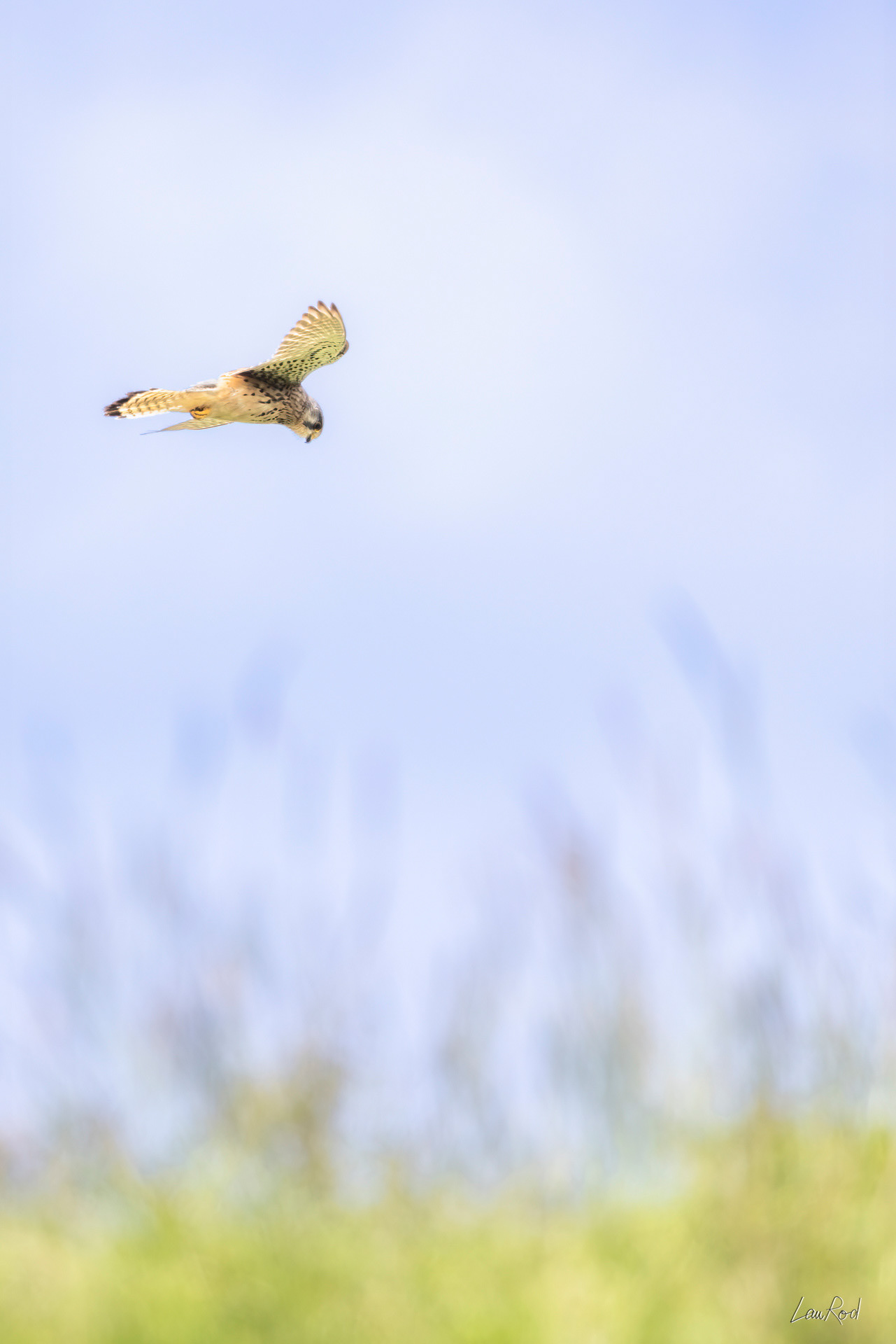 Faucon crécerelle - OBJ137