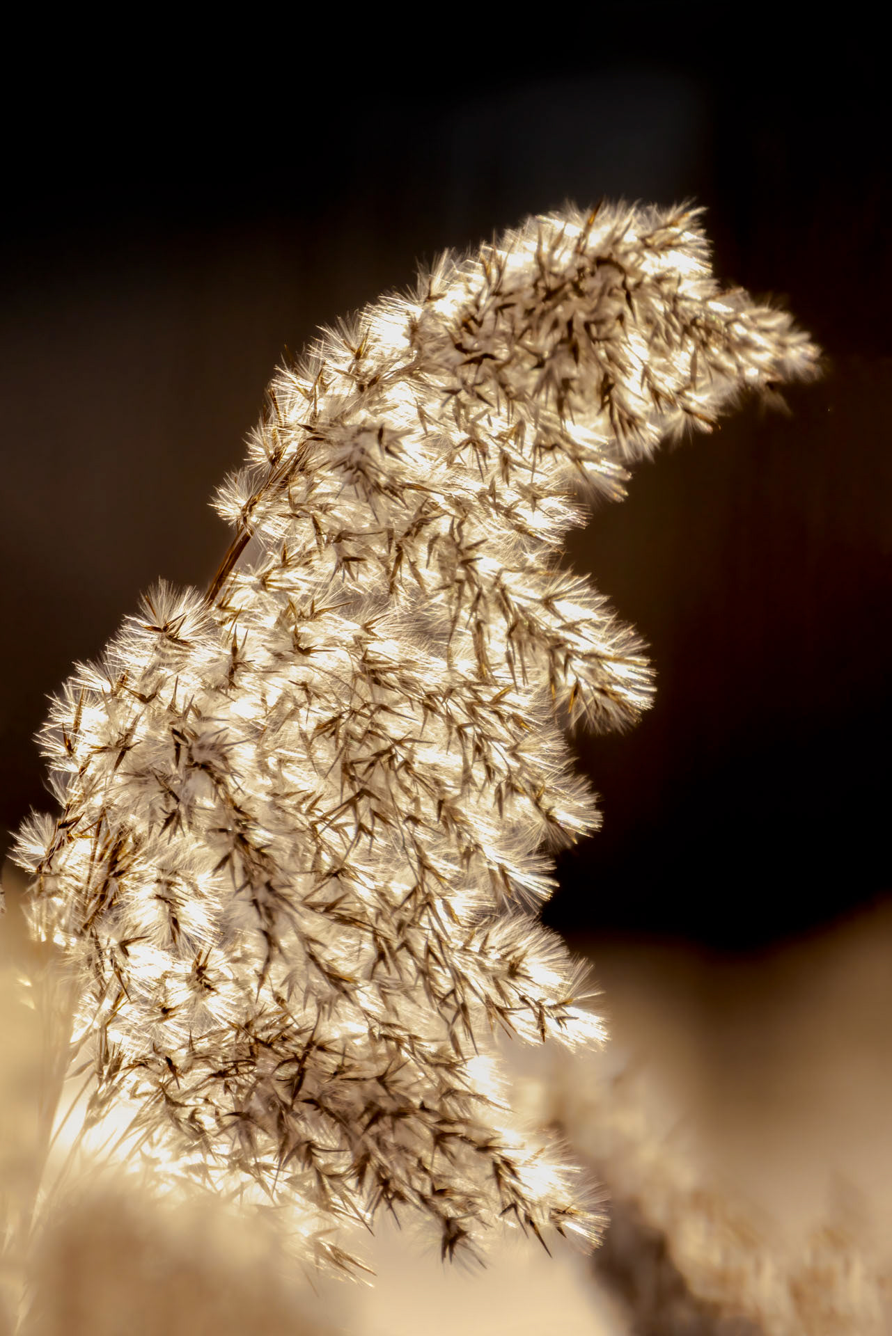 Roseau commun - F112