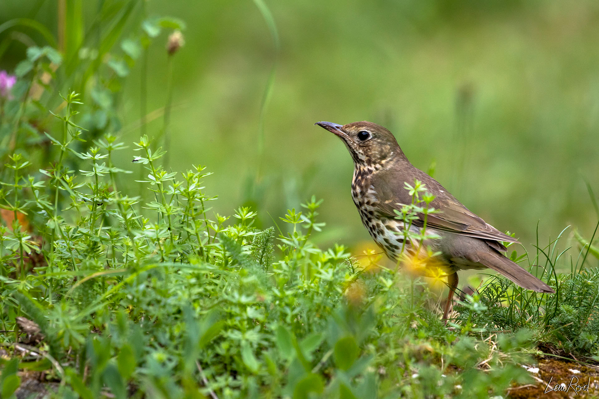 Grive musicienne - OBJ067