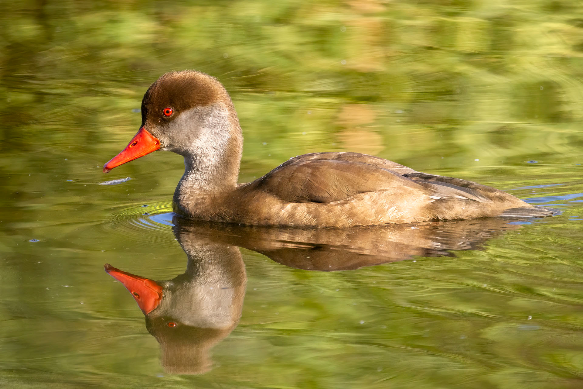 Nette rousse - OE 072
