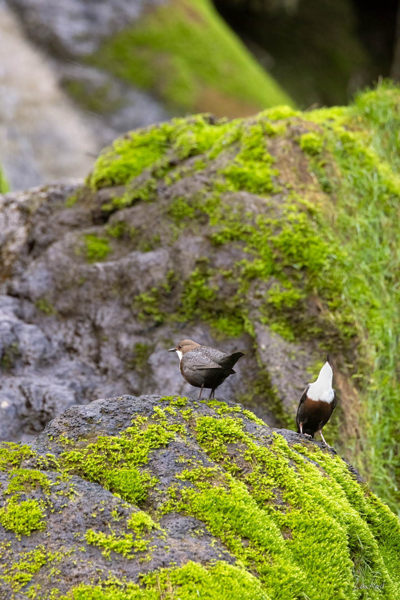 Cincle plongeur - OE121