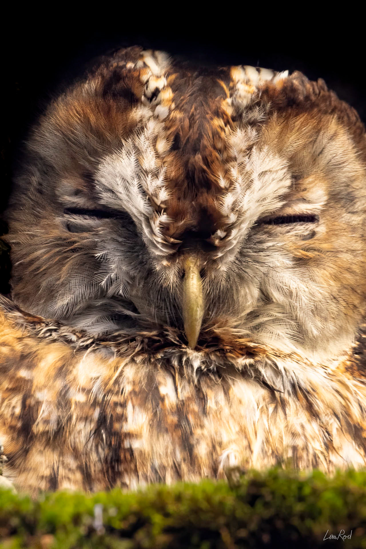 Chouette hulotte - OBJ 156