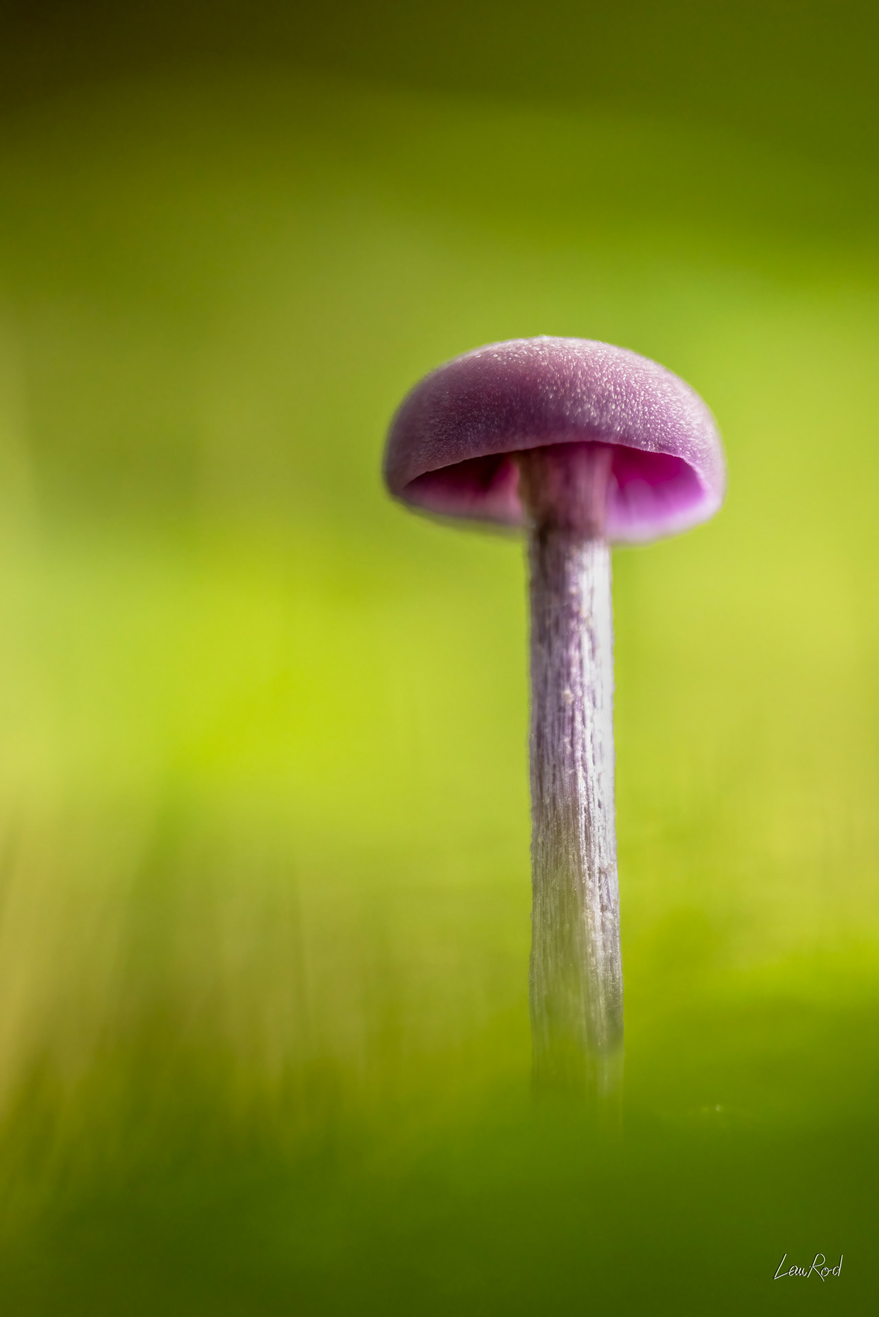 Laccaire améthyste - F153