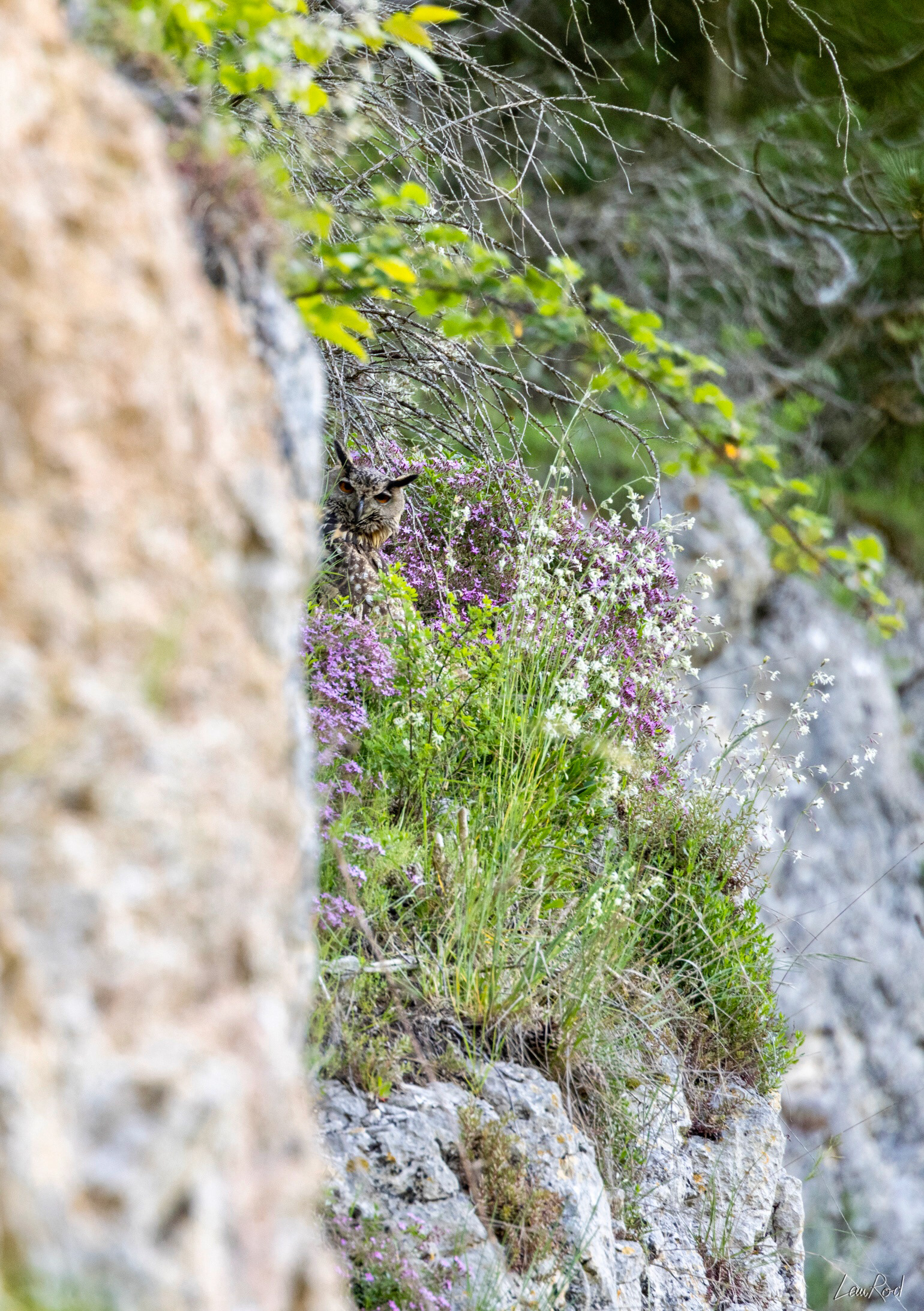 Grand duc femelle - OBJ088