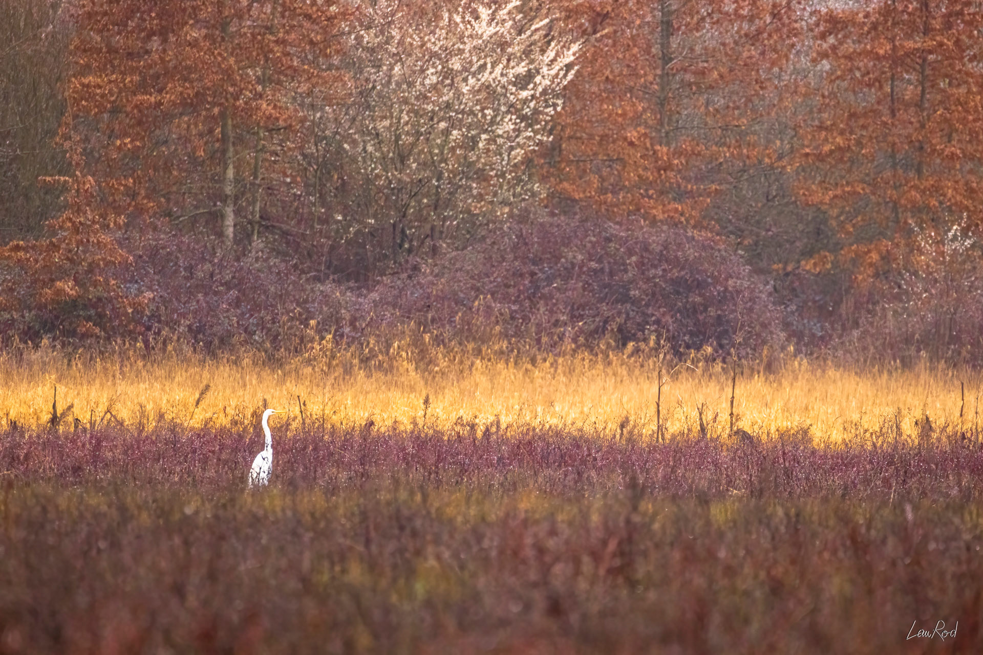 Grande aigrette - OE102