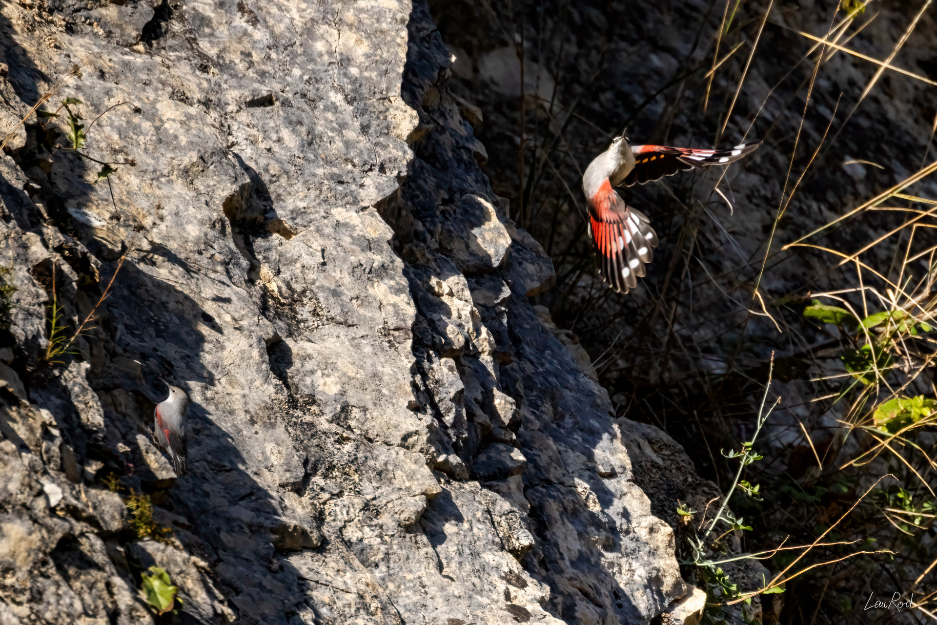 Tichodromes échelettes - OBJ 155