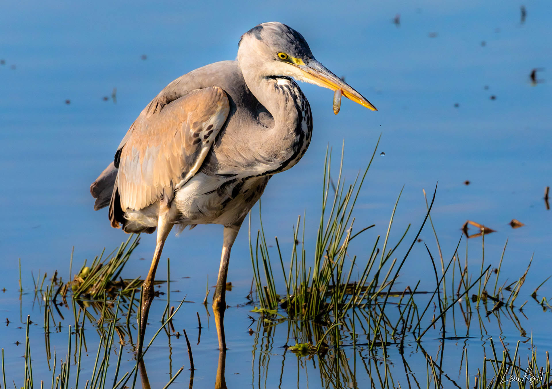 Héron cendré - OE 031