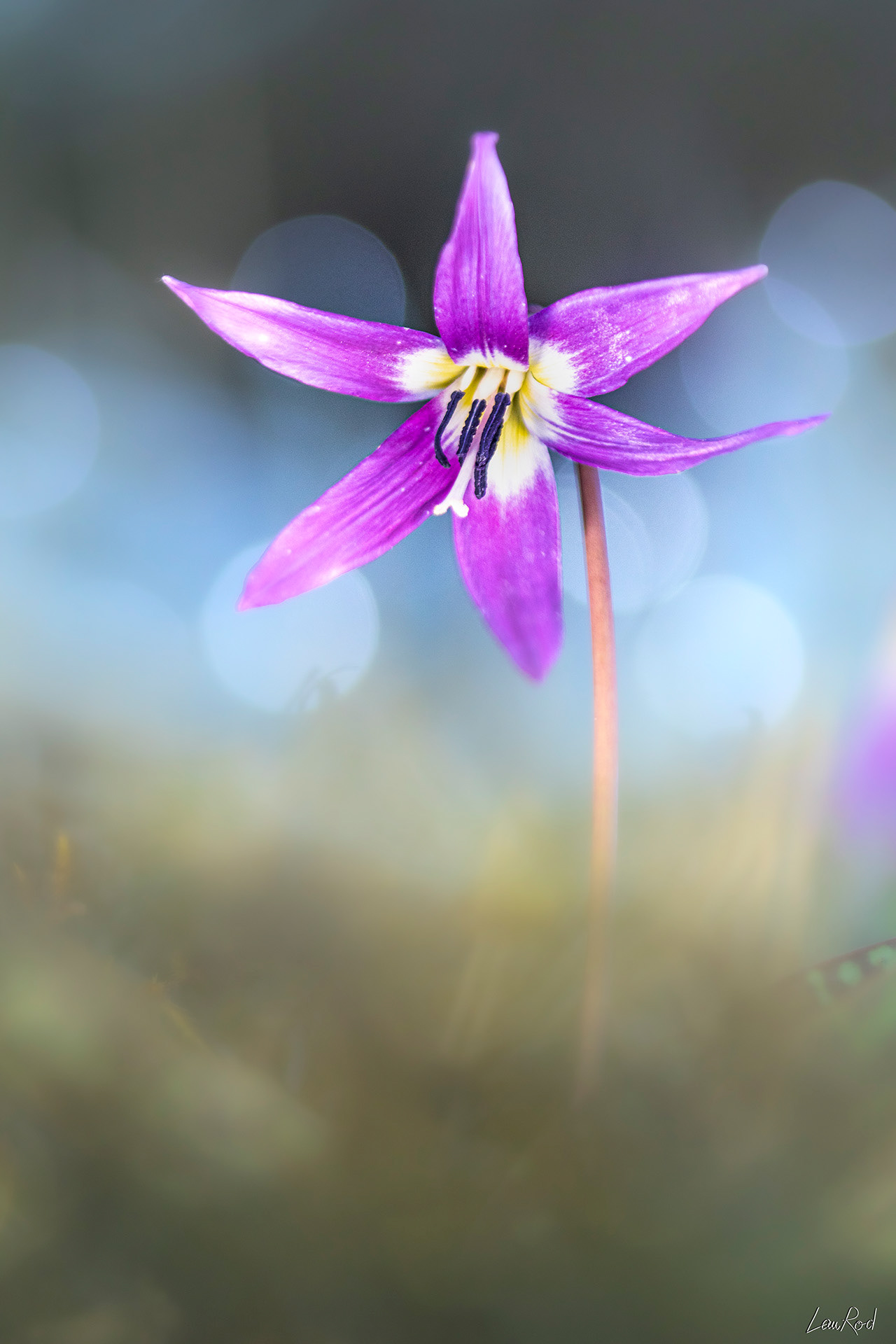 Érythrone dent de chien - F076