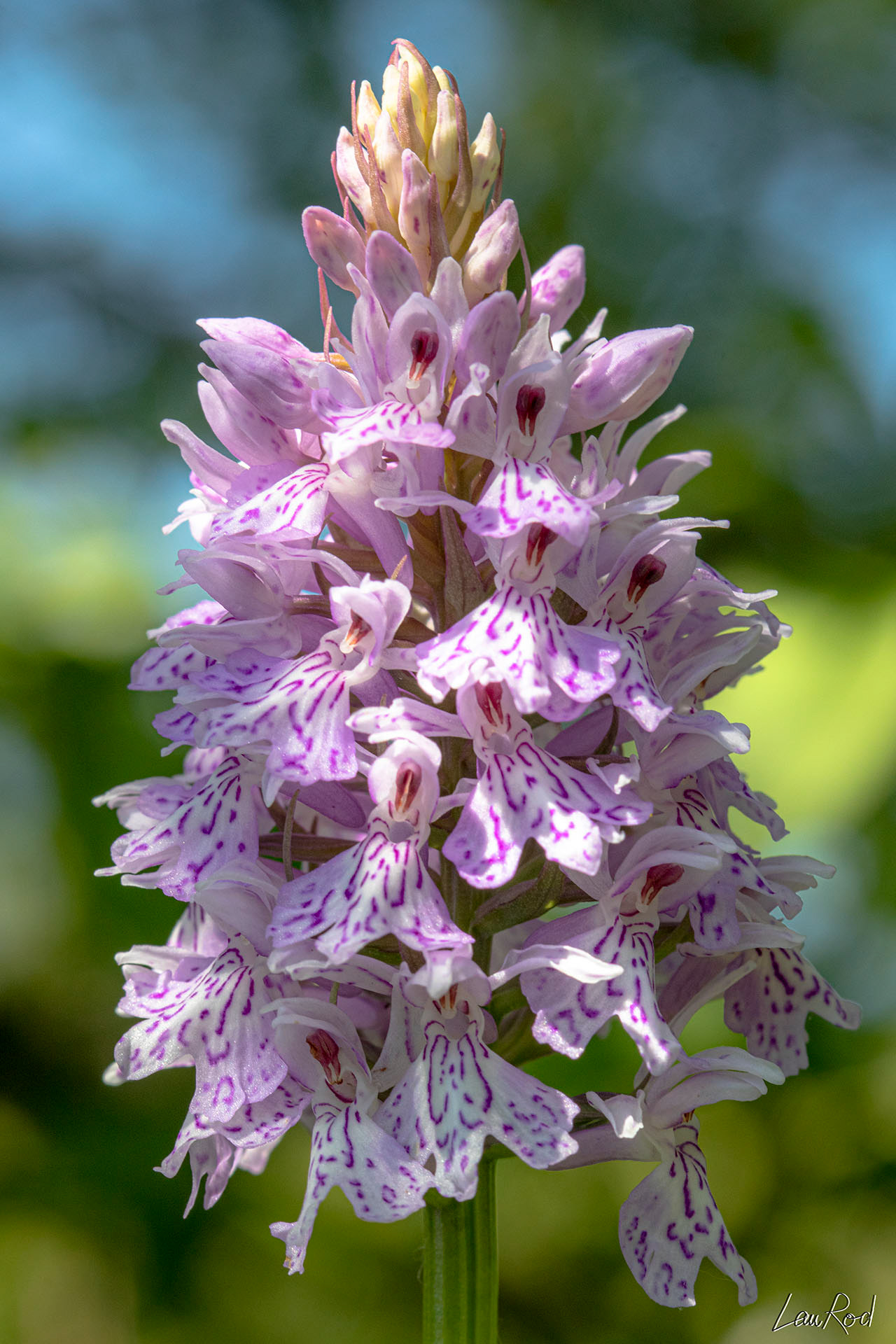 Orchis de Fuchs - F042