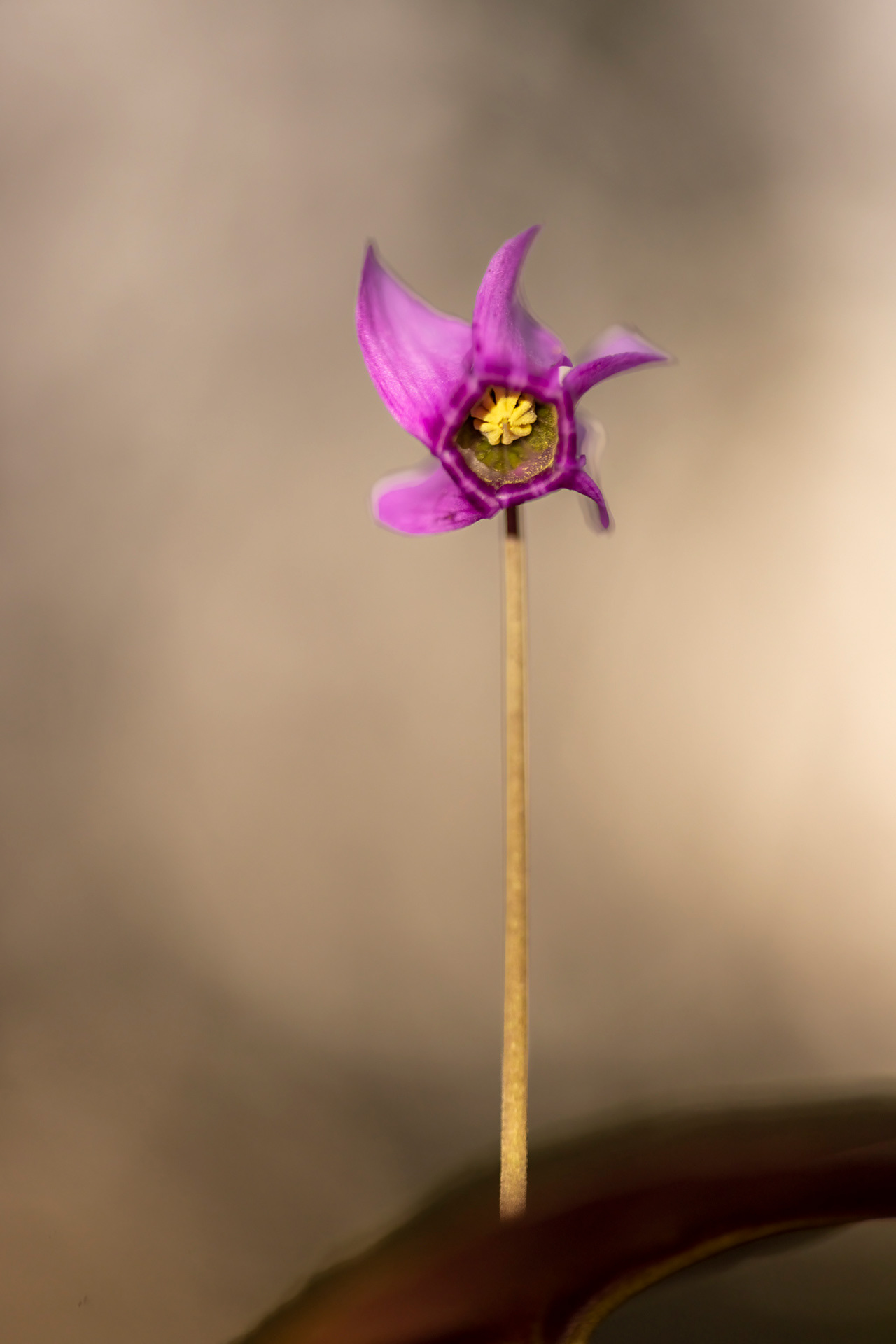 Le cyclamen d'Europe - F107