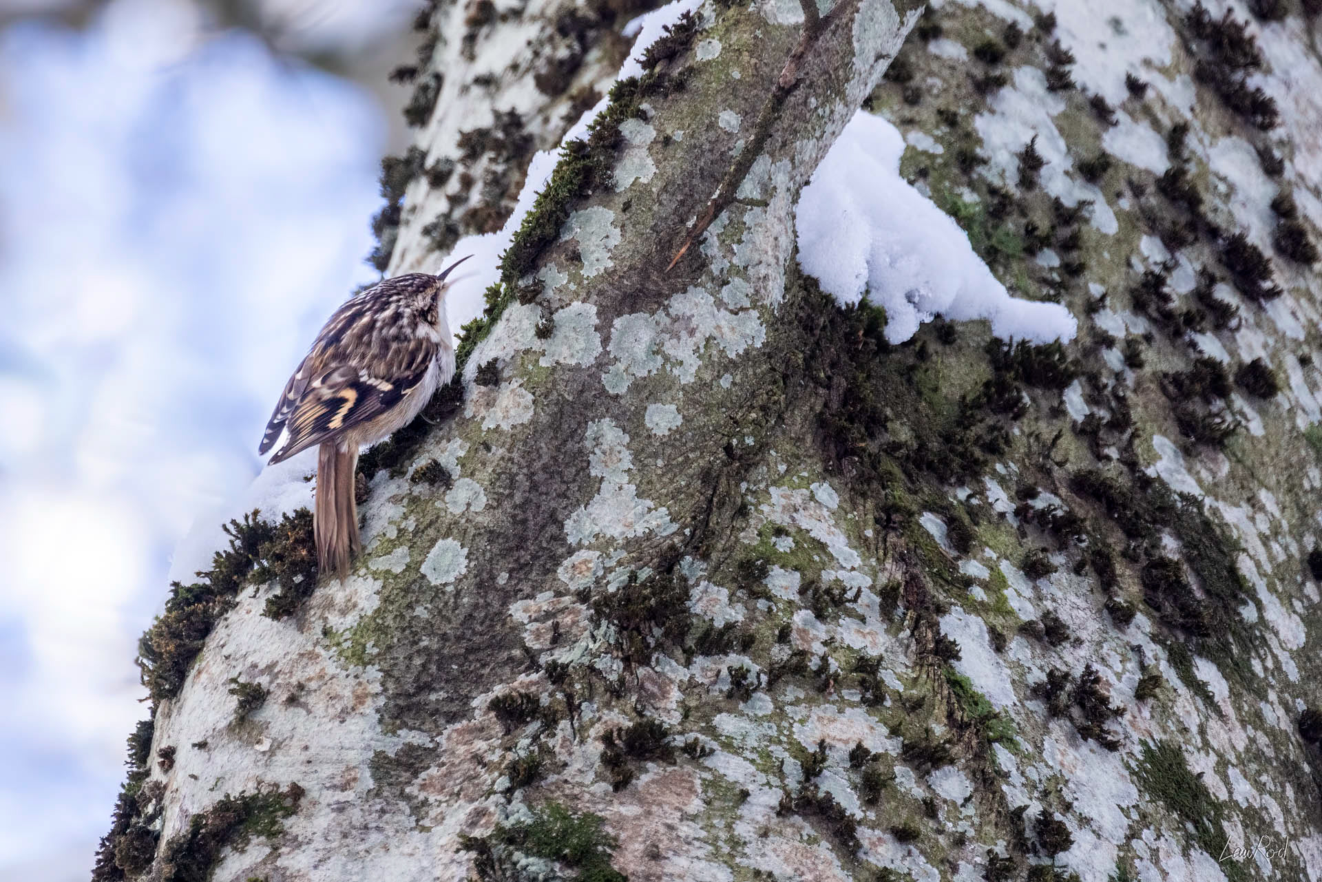 Grimpereau des arbres - OBJ124