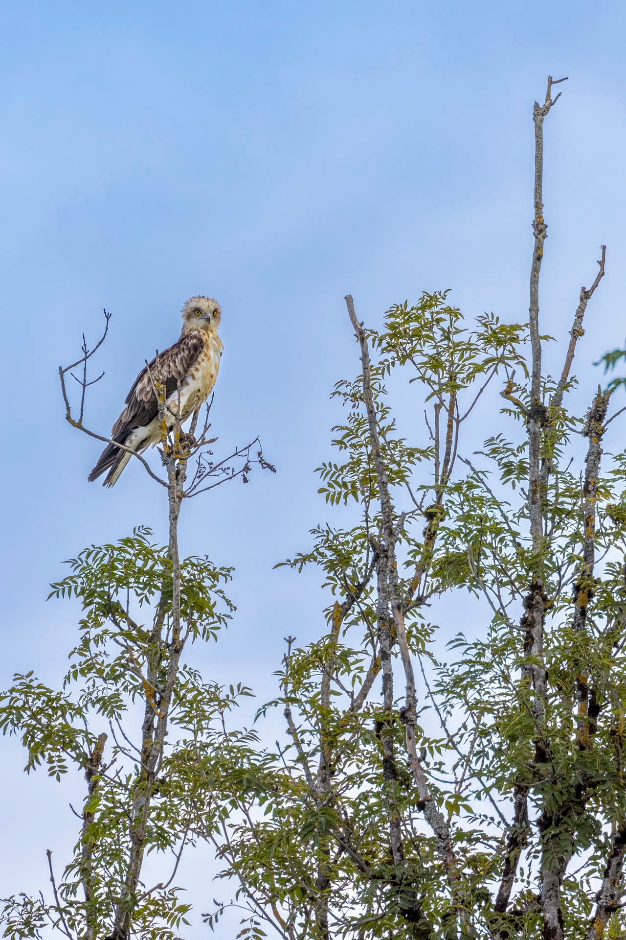 Circaète Jean le Blanc - OE084