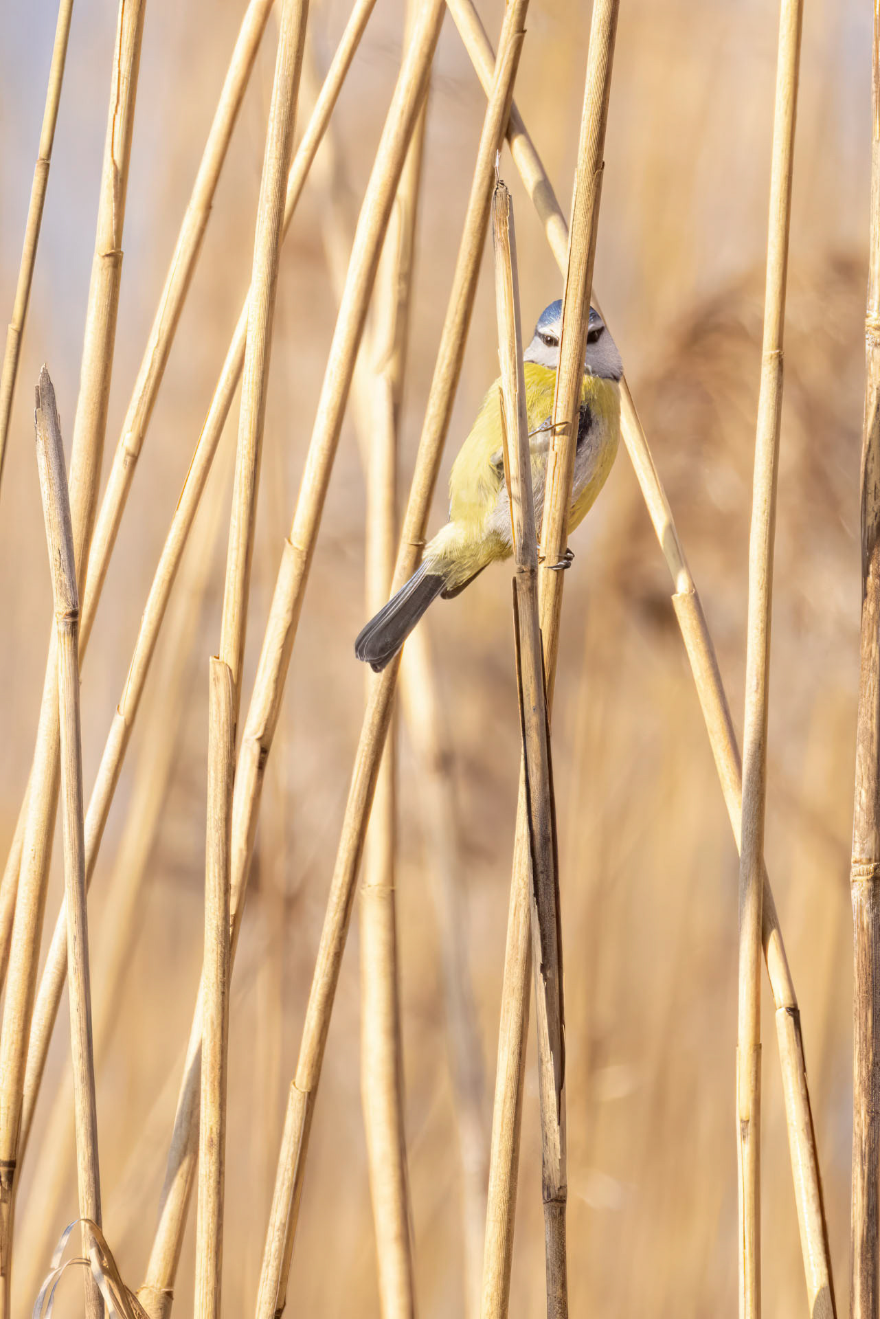 Mésange bleue - OE096
