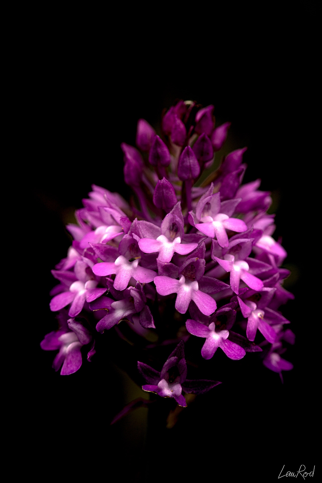 Orchis pyramidal - F040