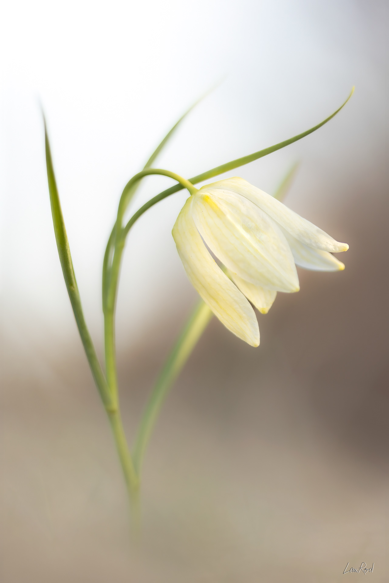 Fritillaire pintade blanche - F134