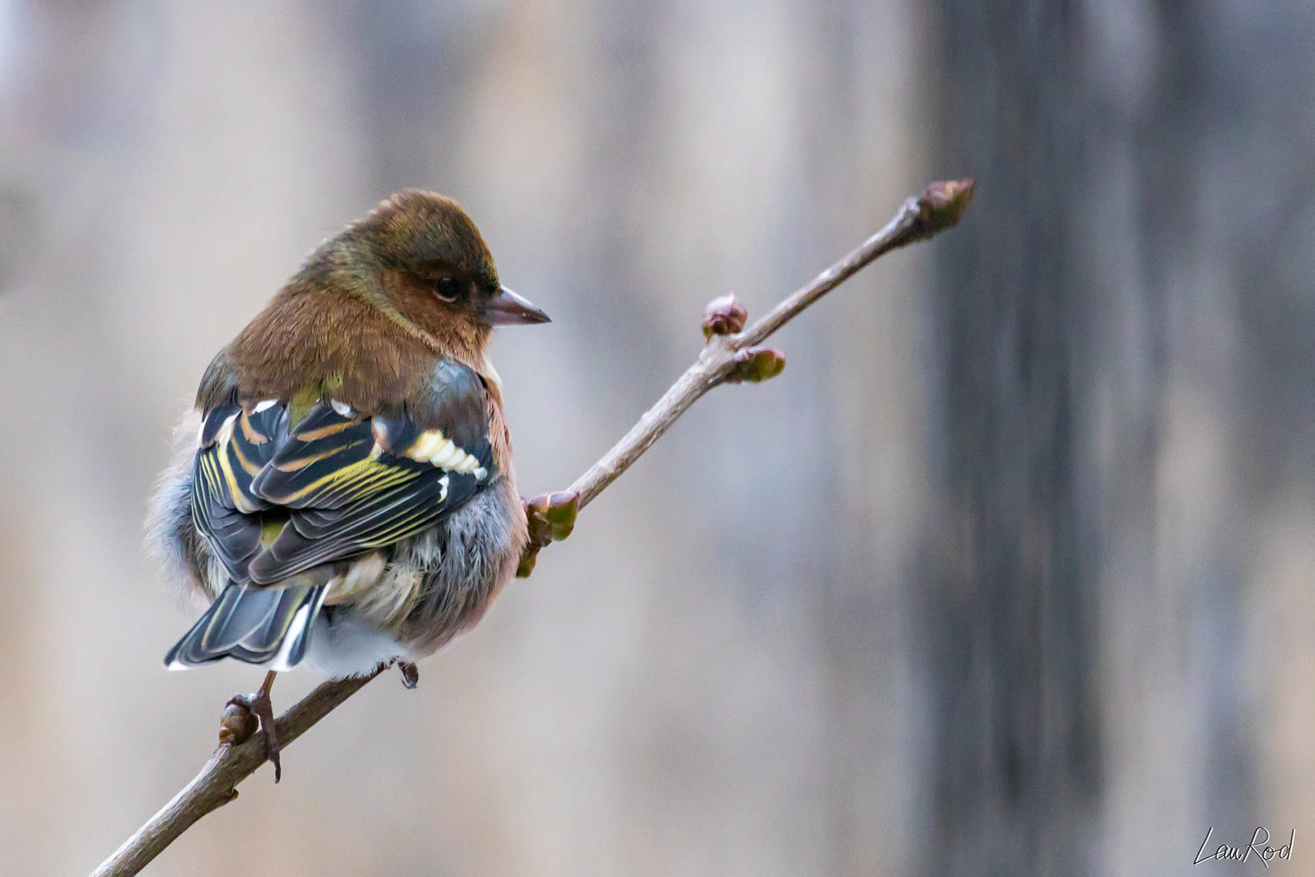 Pinson des arbres - OBJ027