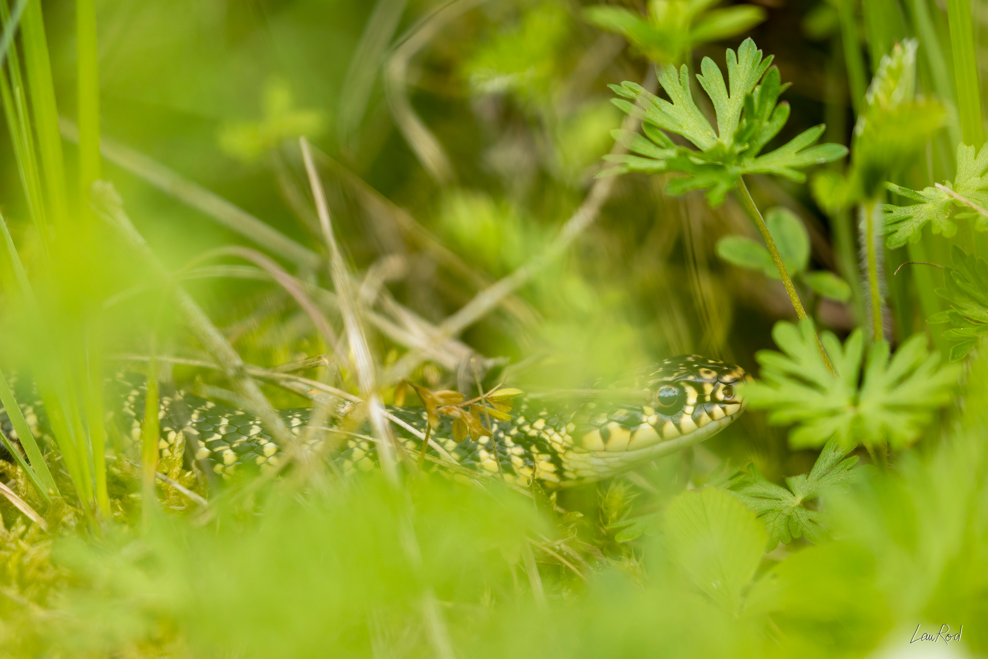 Couleuvre verte et jaune - DHJ064