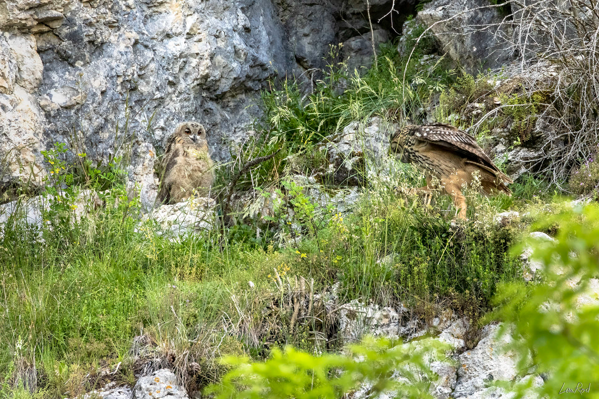 Grand duc femelle et jeune - OBJ091
