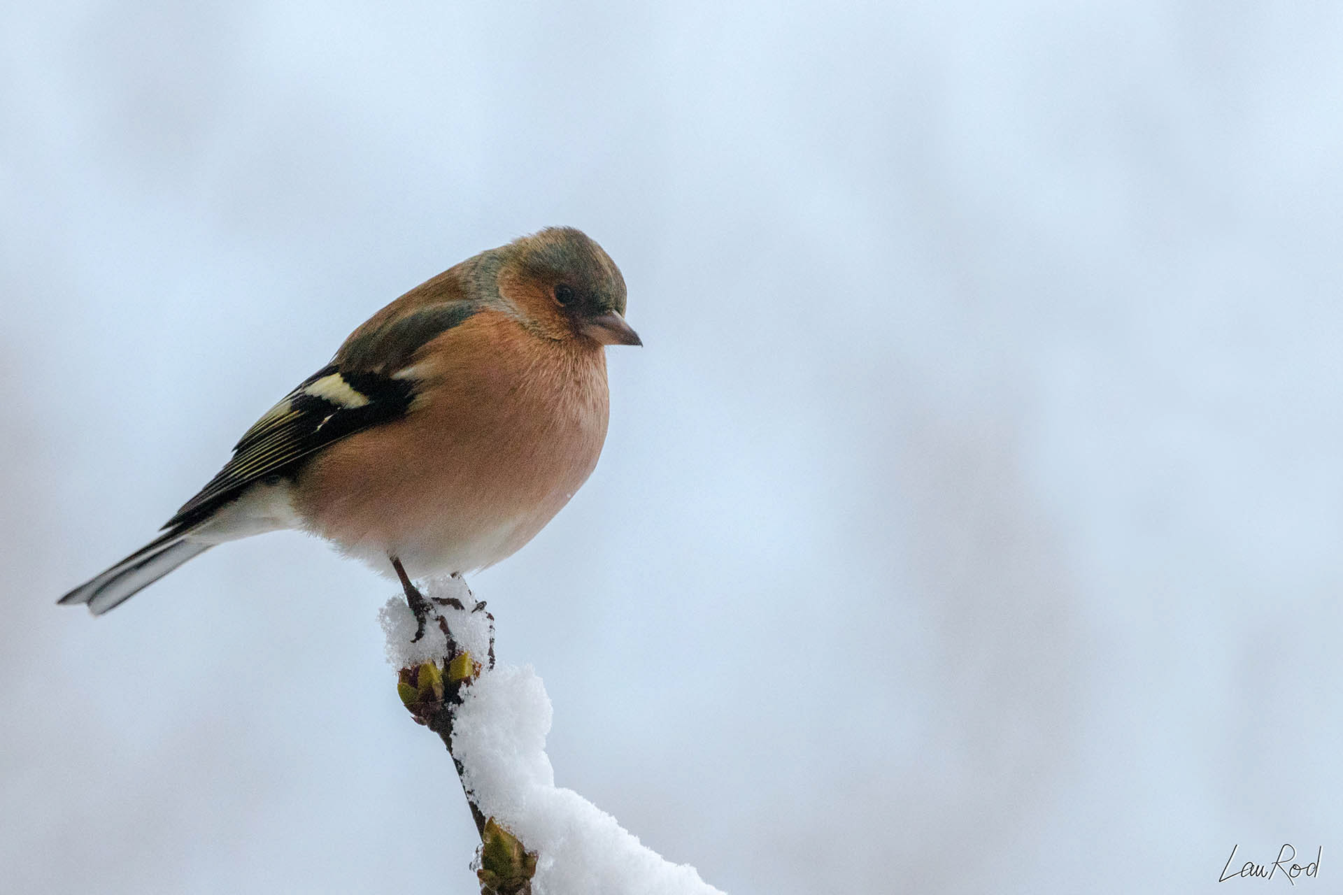 Pinson des arbres - OBJ022