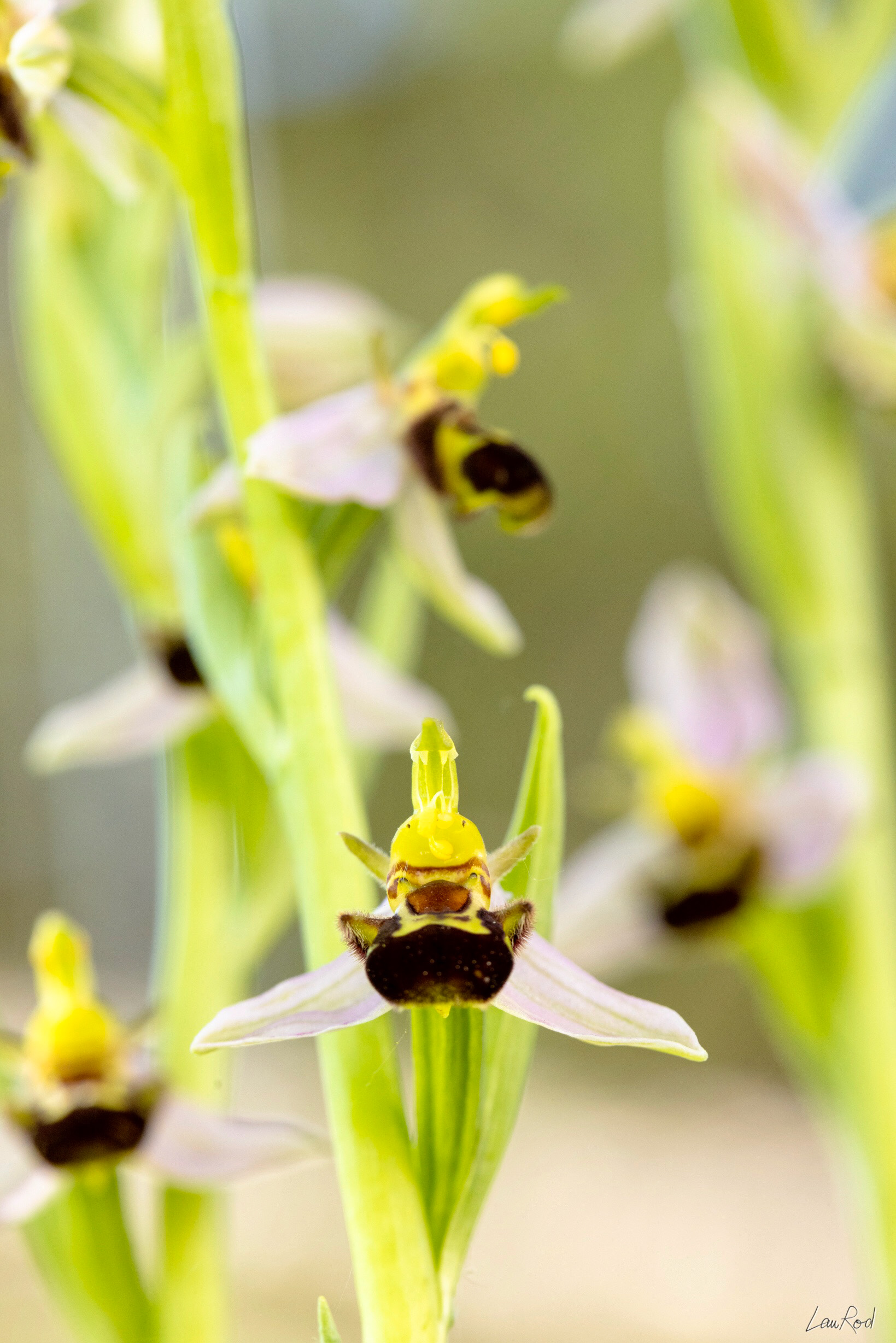 Ophrys abeille - F088