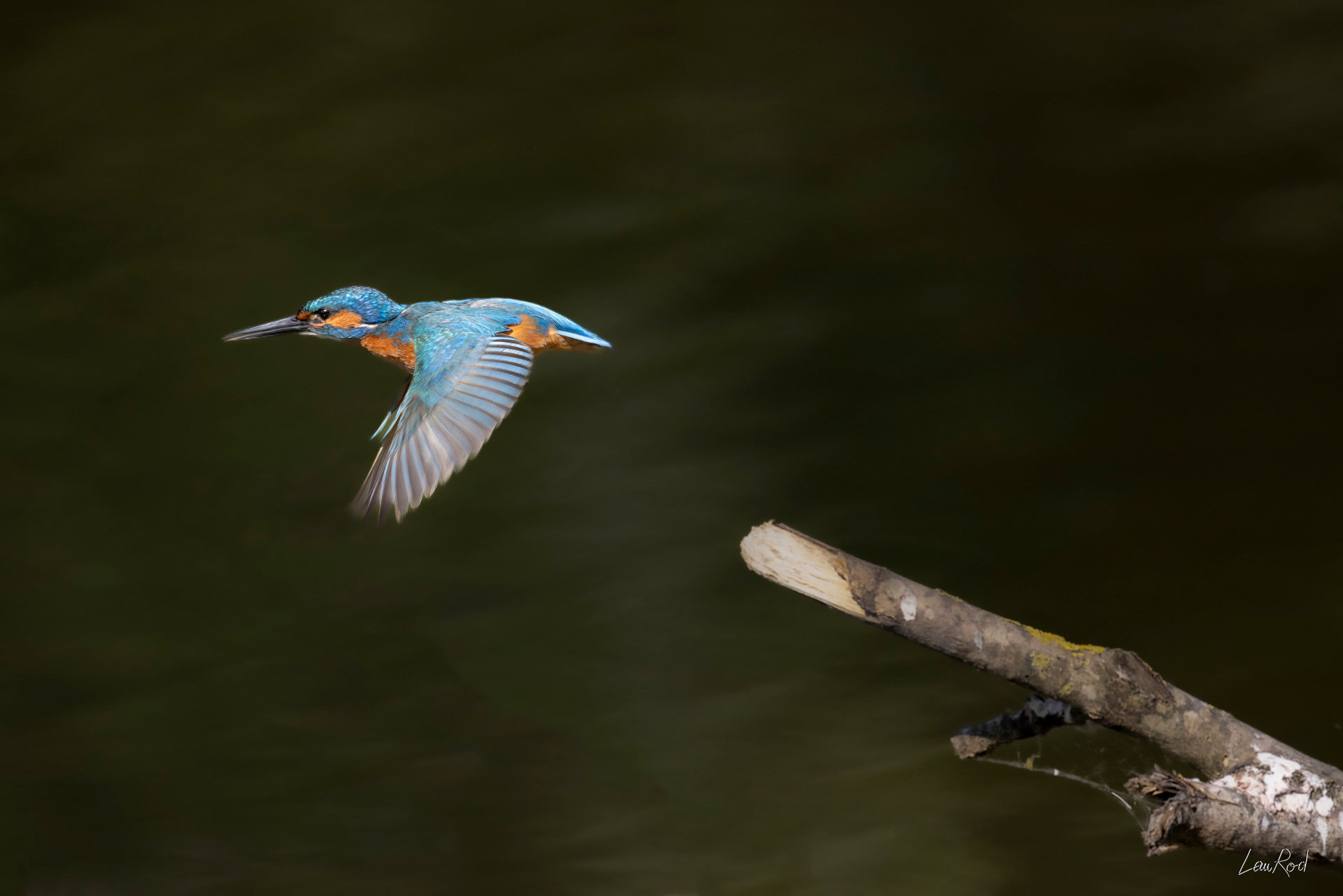 Martin pêcheur - OE 114