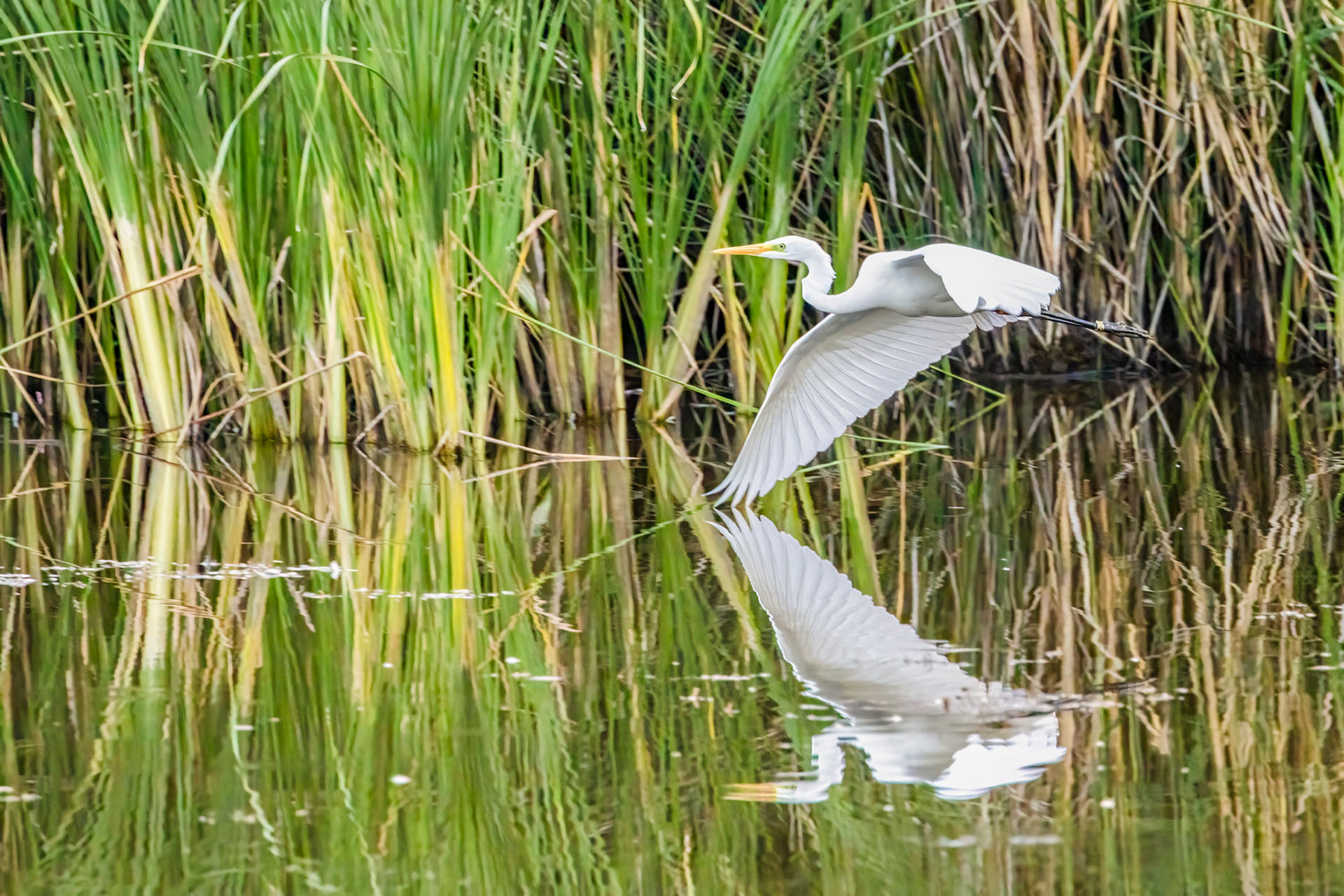 Grande aigrette - OE 077