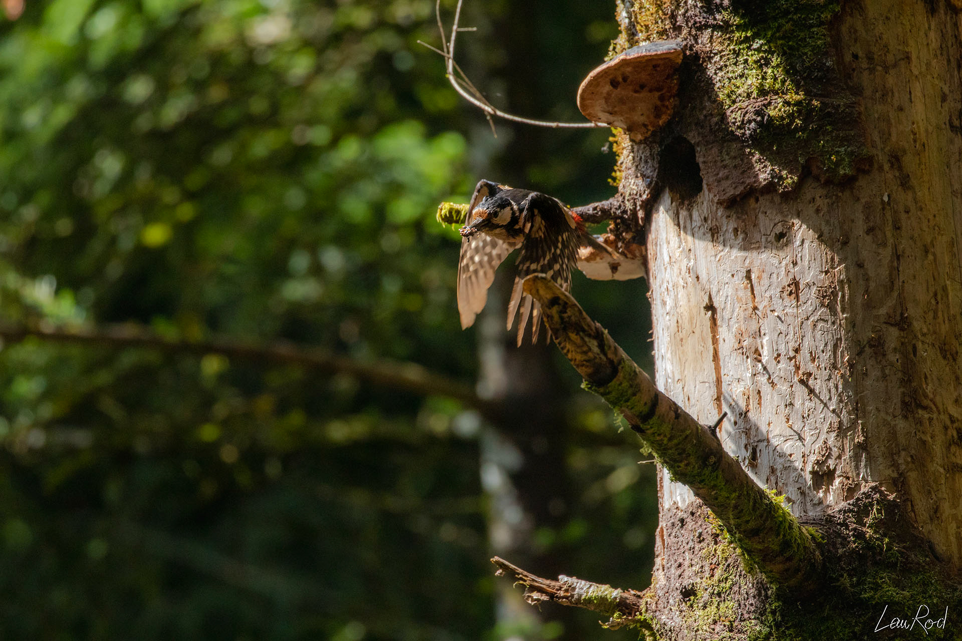 Pic épeiche - OBJ066