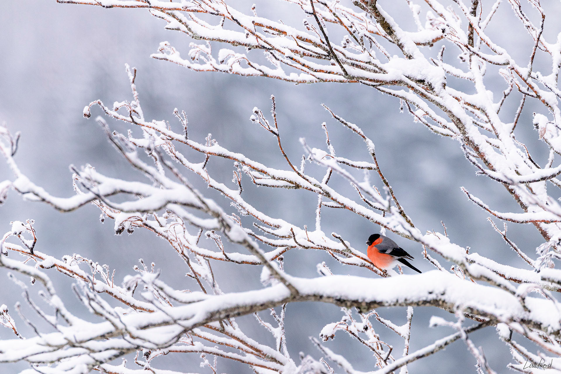 Bouvreuil pivoine - OBJ070