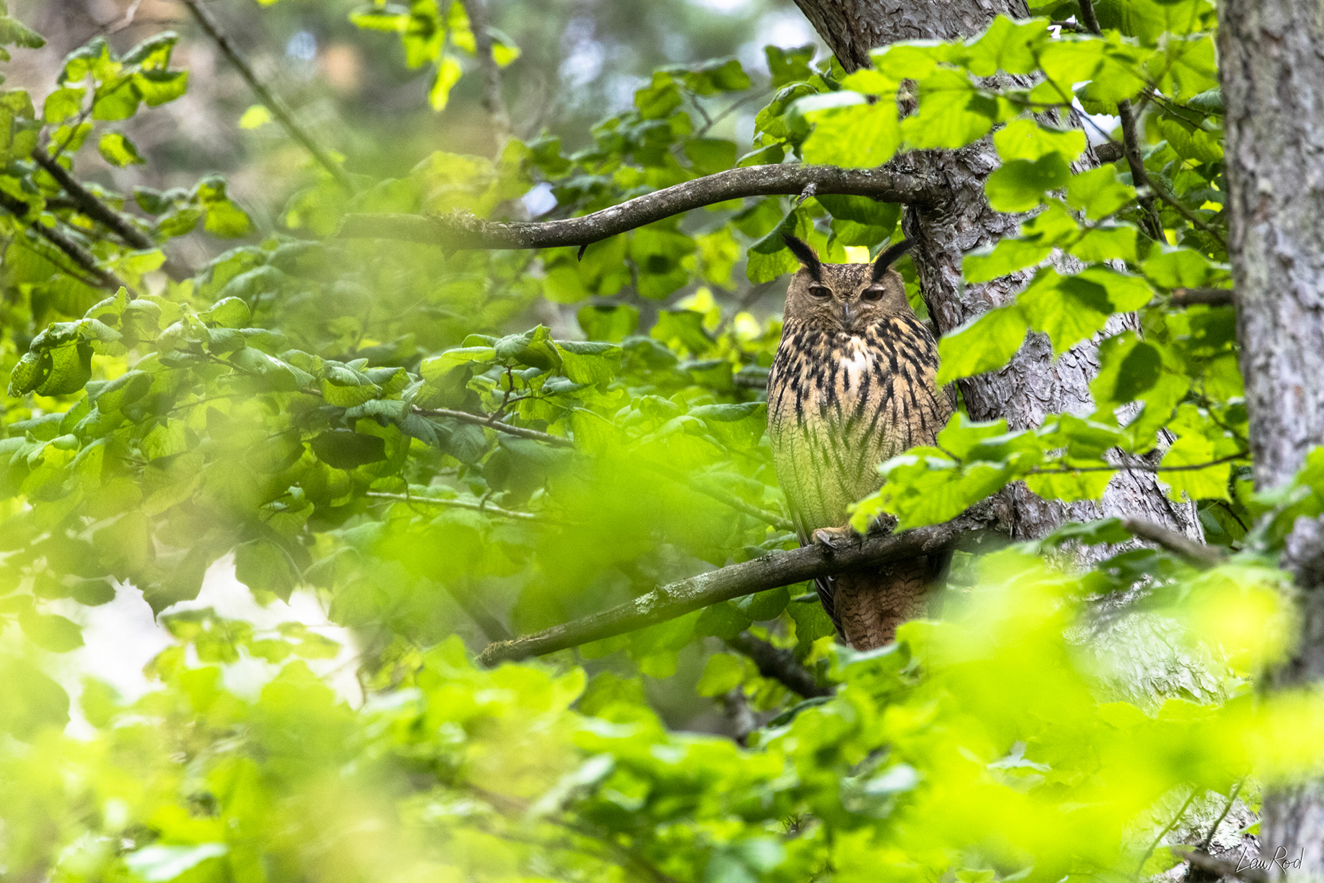 Grand duc mâle - OBJ087
