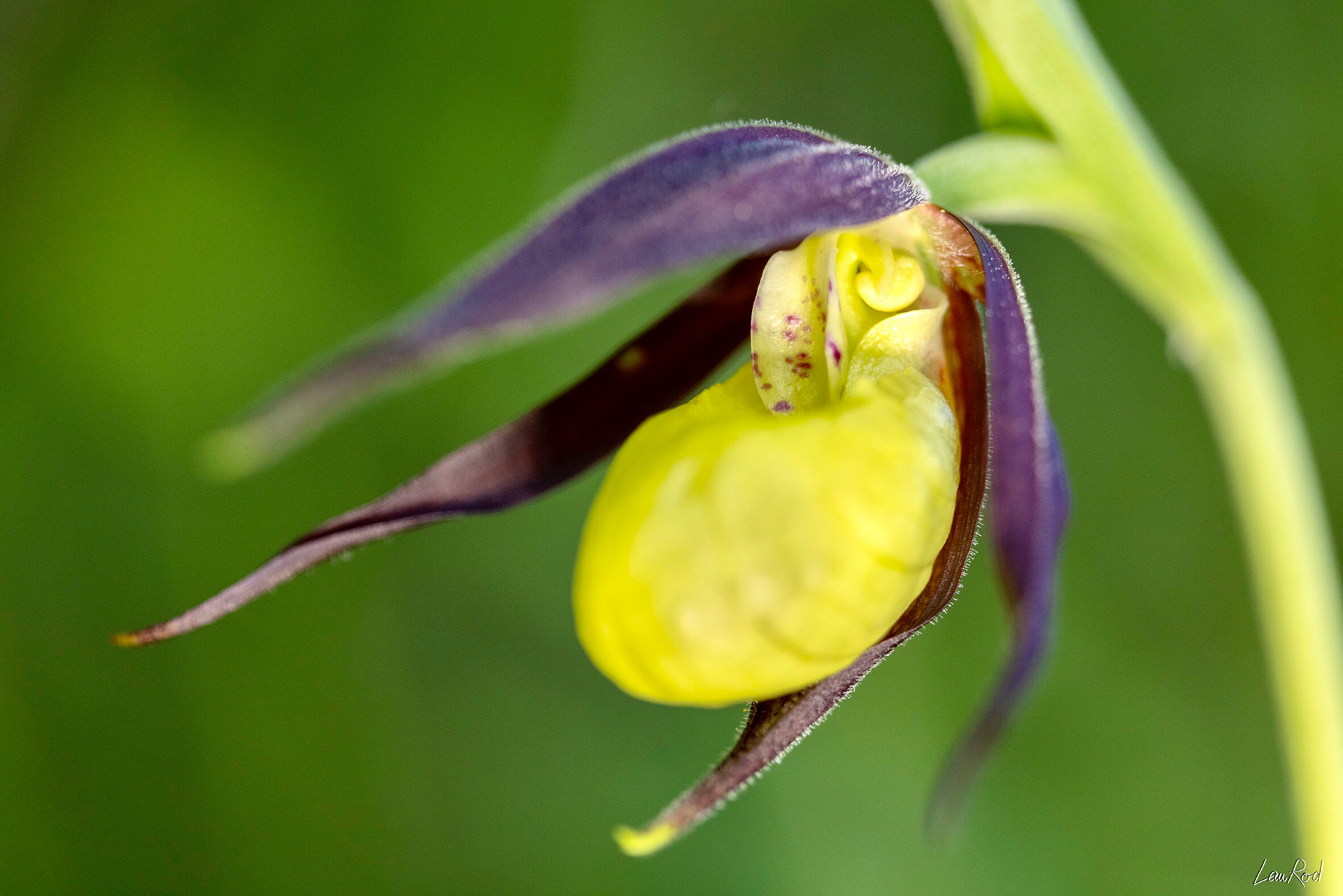 Sabot de Vénus - F089