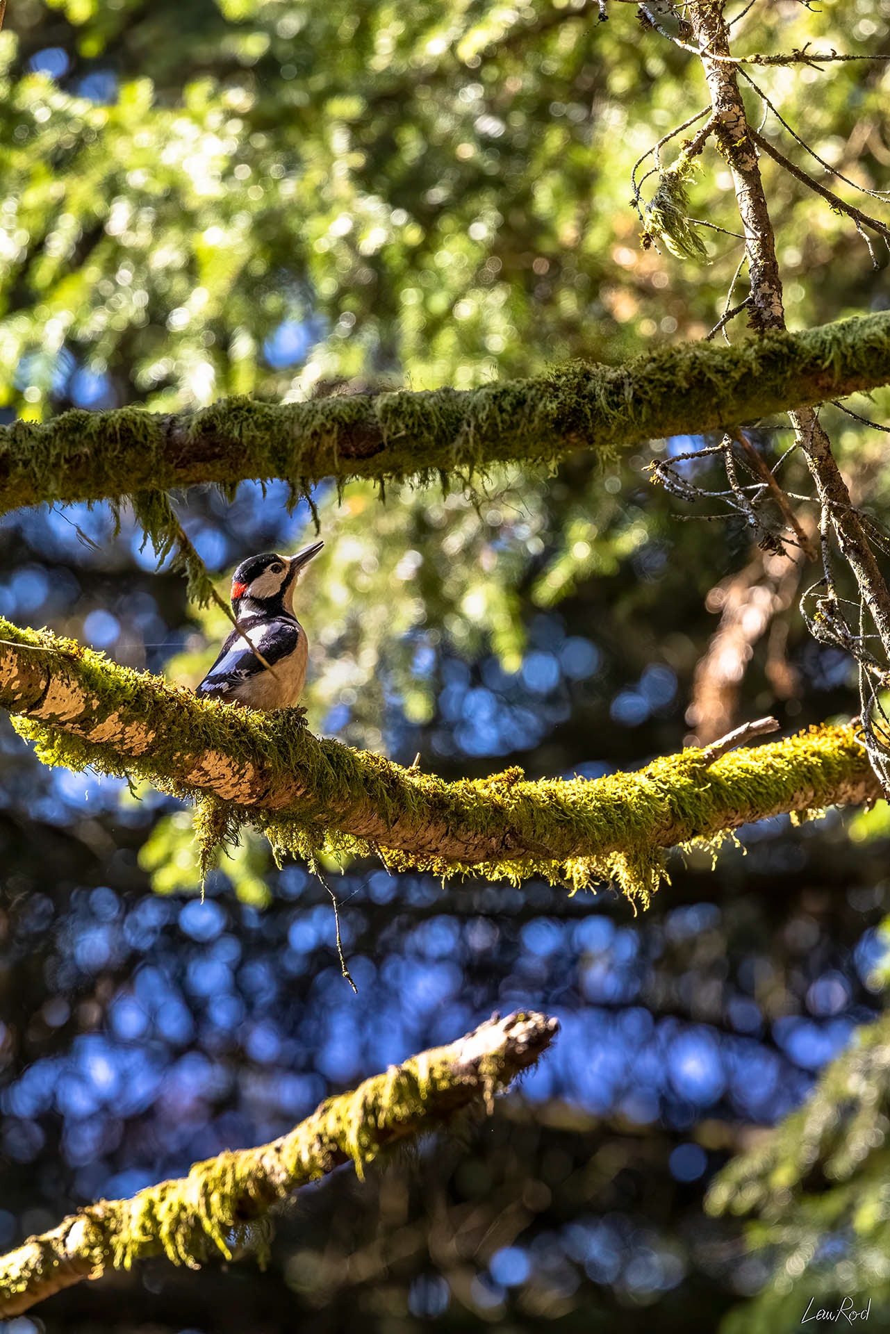 Pic épeiche - OBJ078