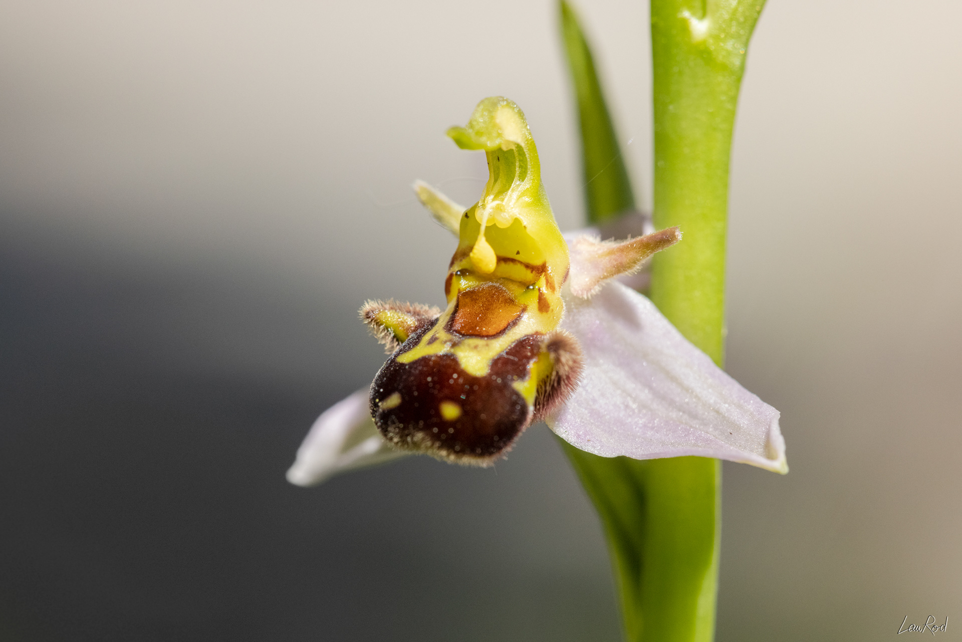 Ophrys abeille - F082