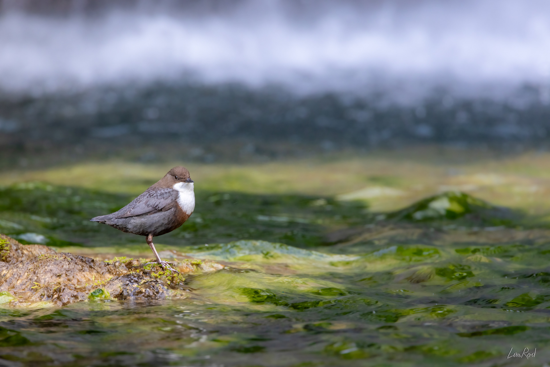 Cincle plongeur - OE120