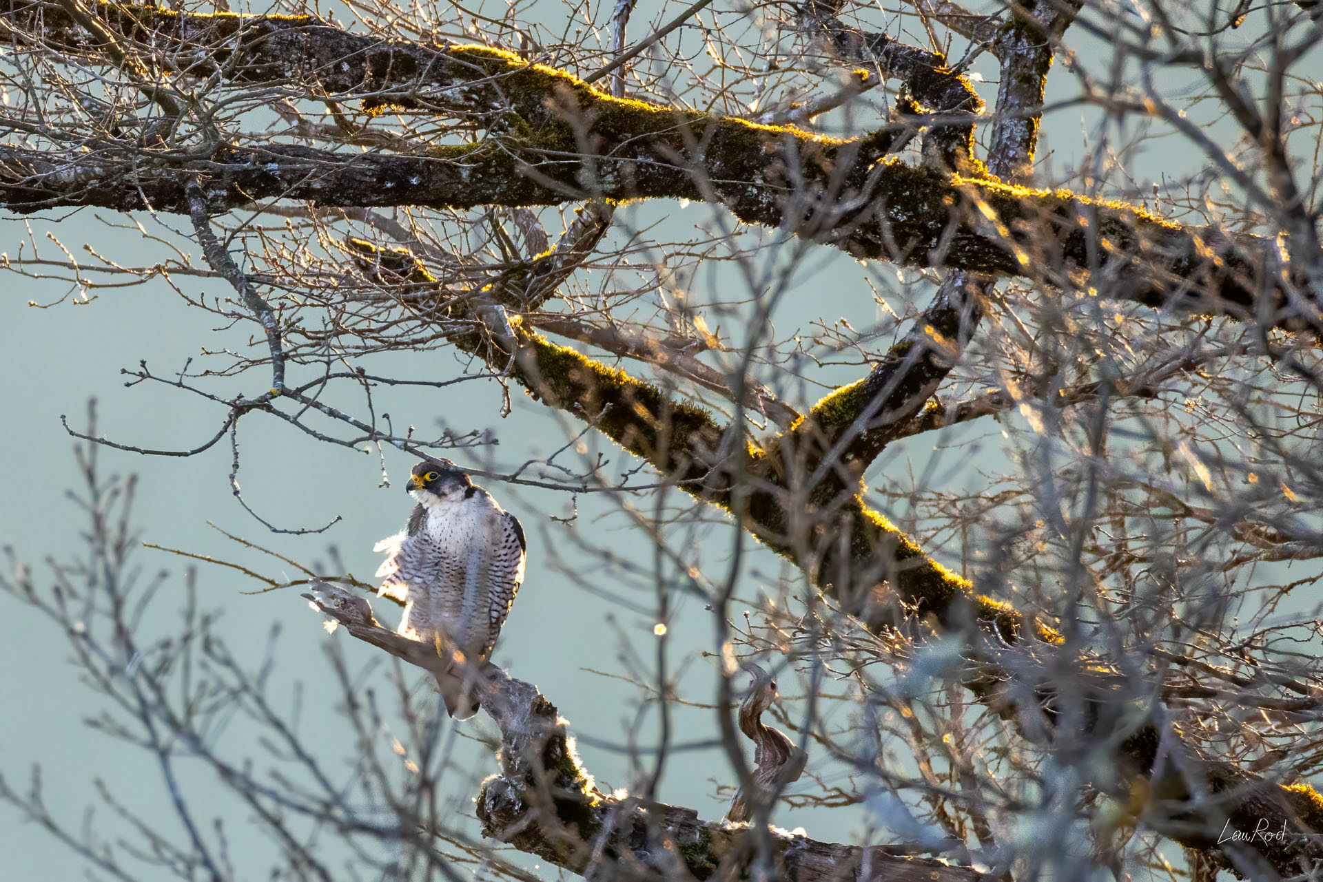 Faucon pèlerin - OBJ182