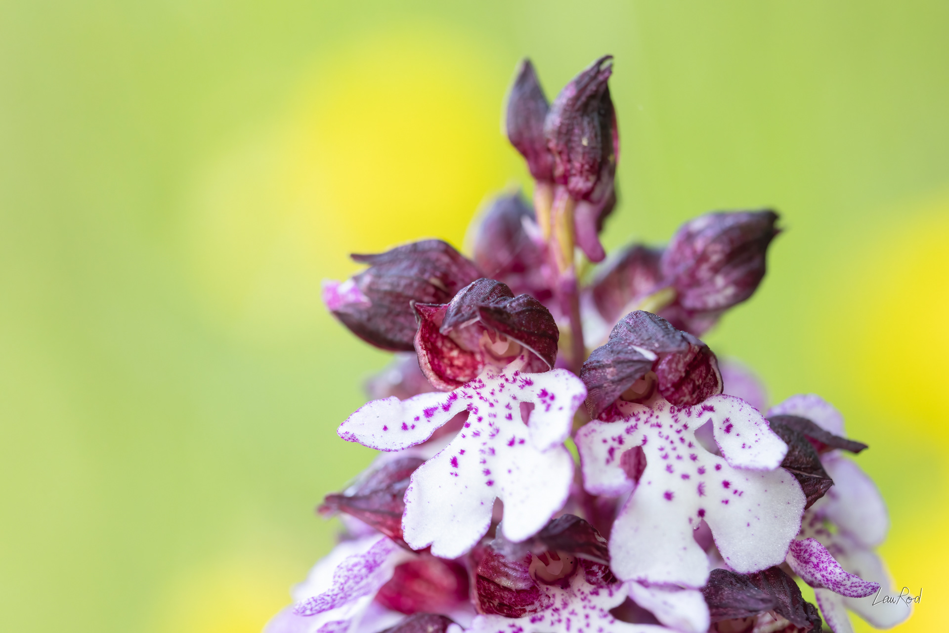 Orchis pourpre - F155