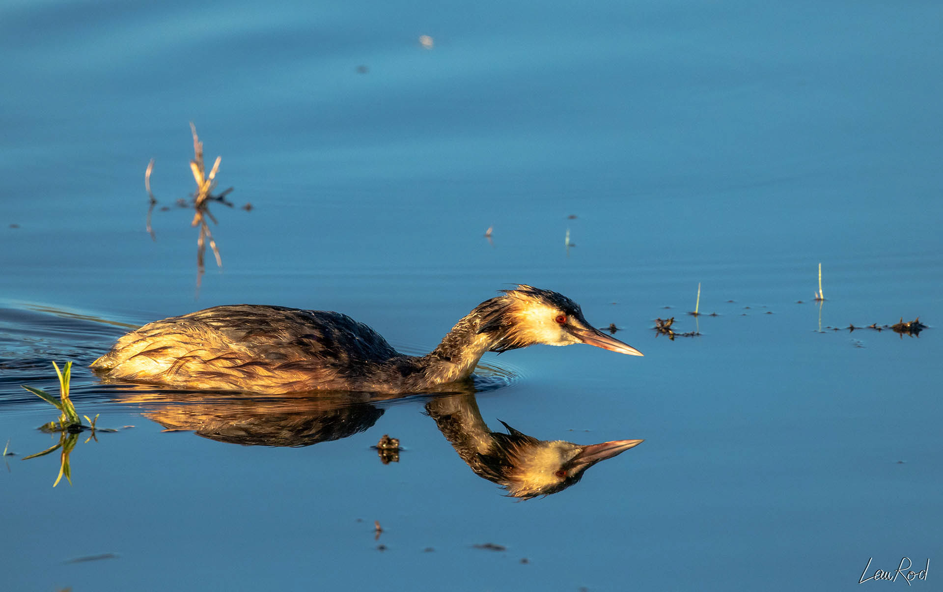 Grèbe huppé - OE 017