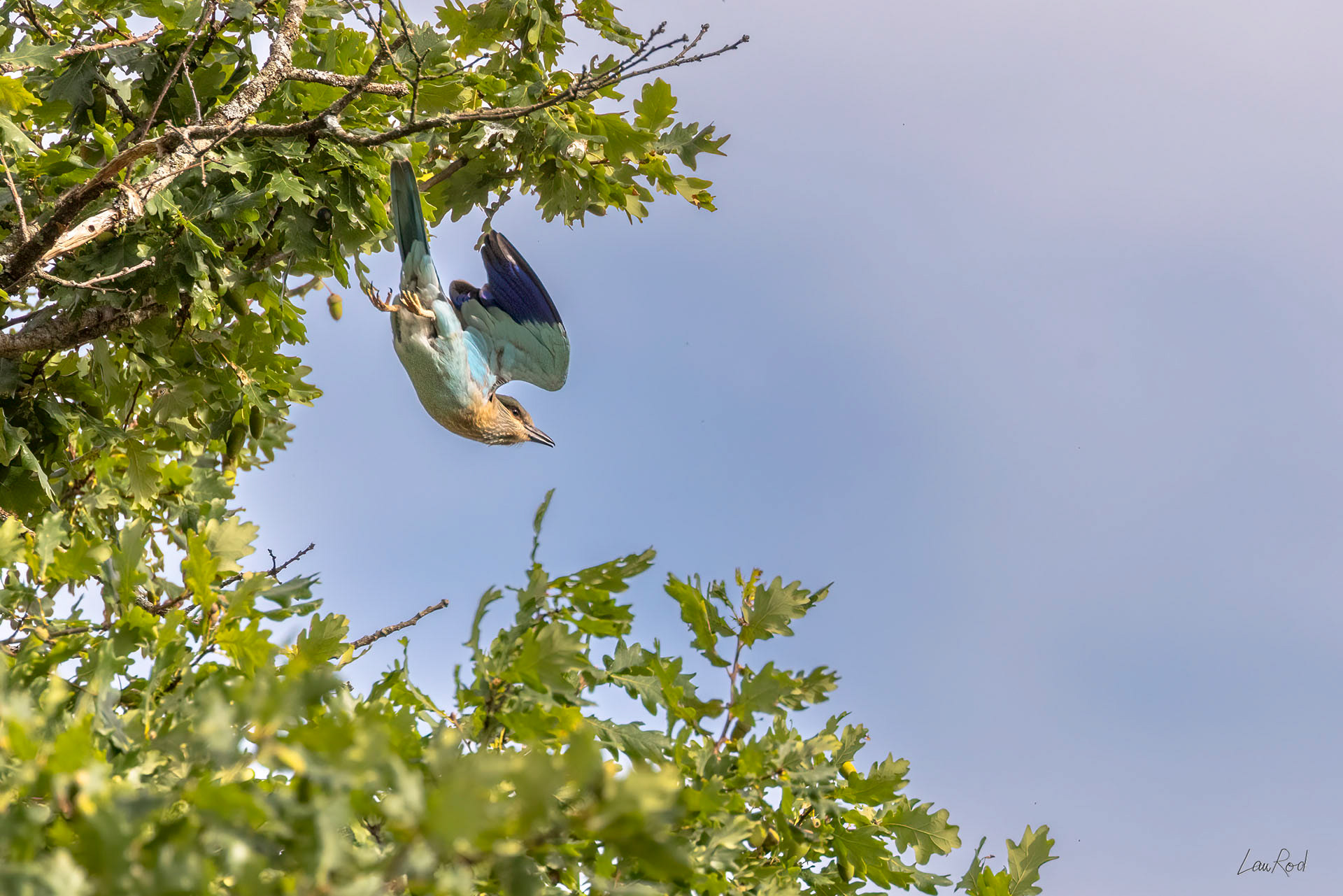 Rollier d'Europe - OBJ120