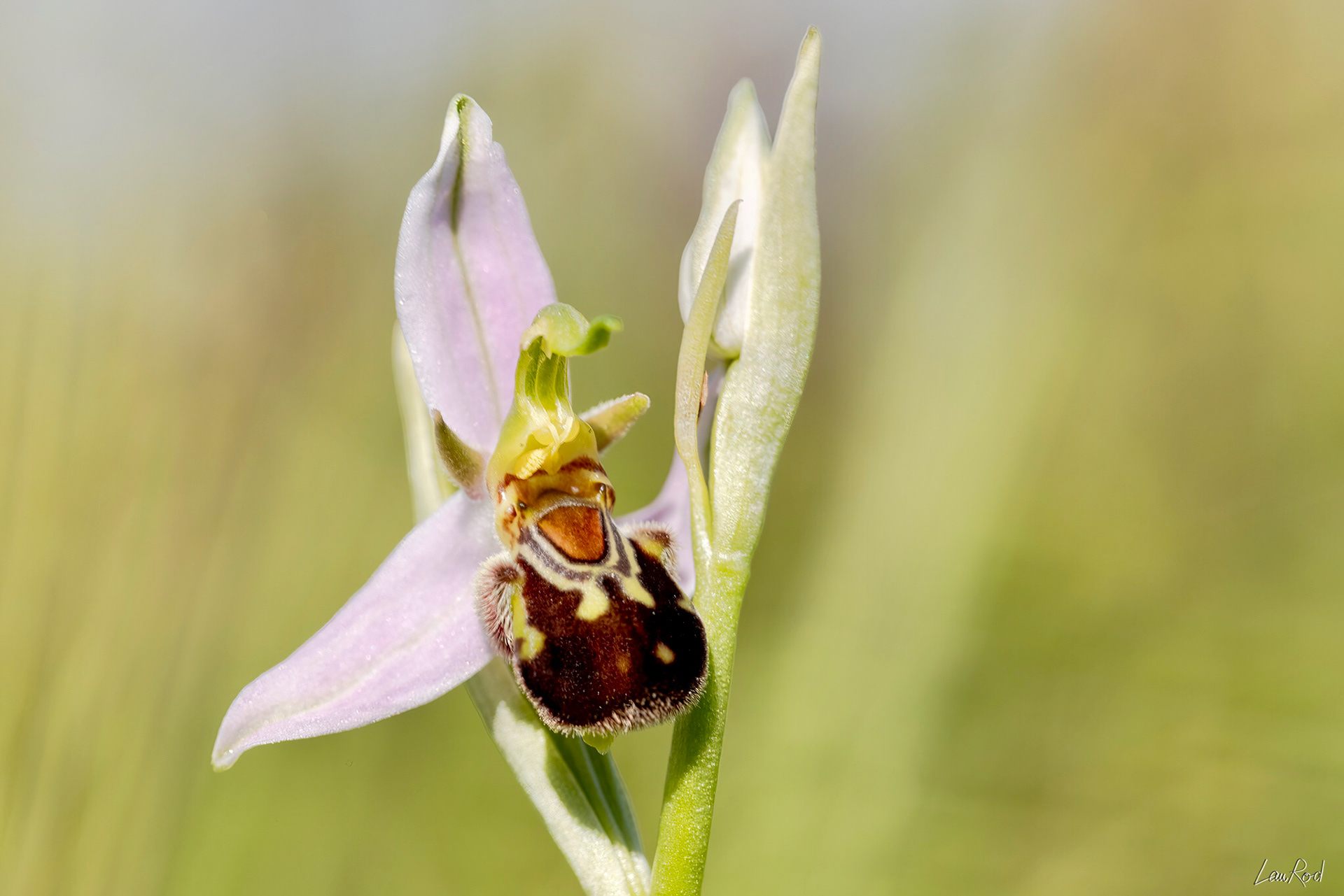 Ophrys abeille - F083