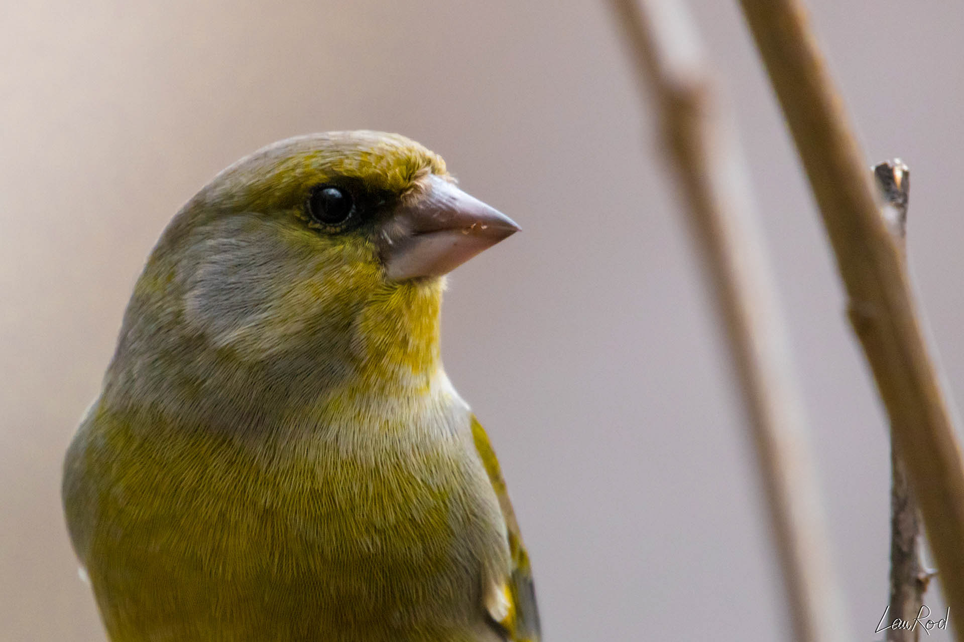 Verdier d'Europe - OBJ010