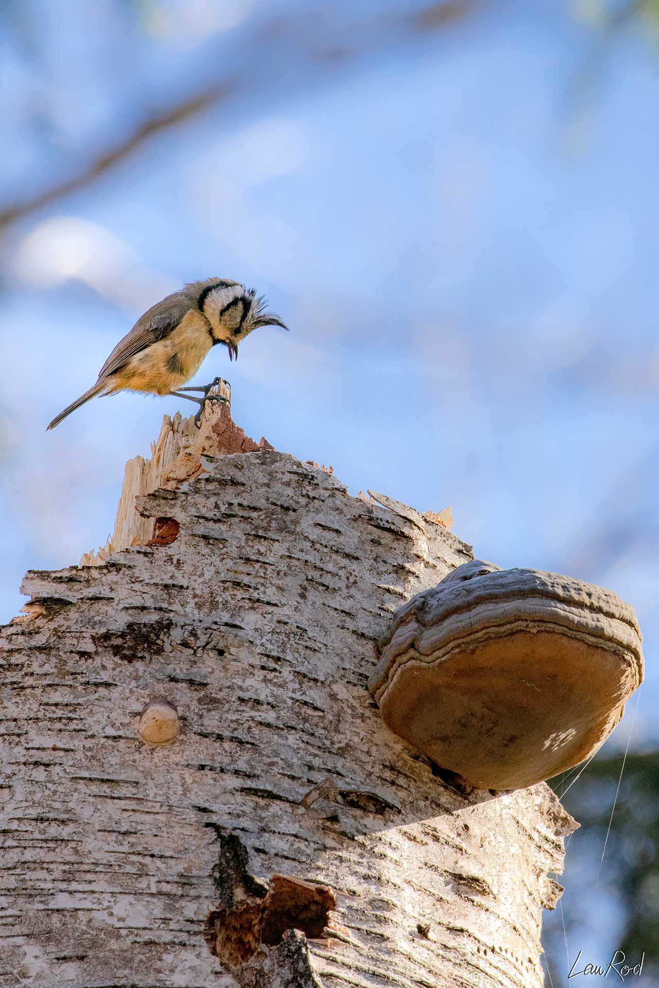 Mésange huppée - OBJ042