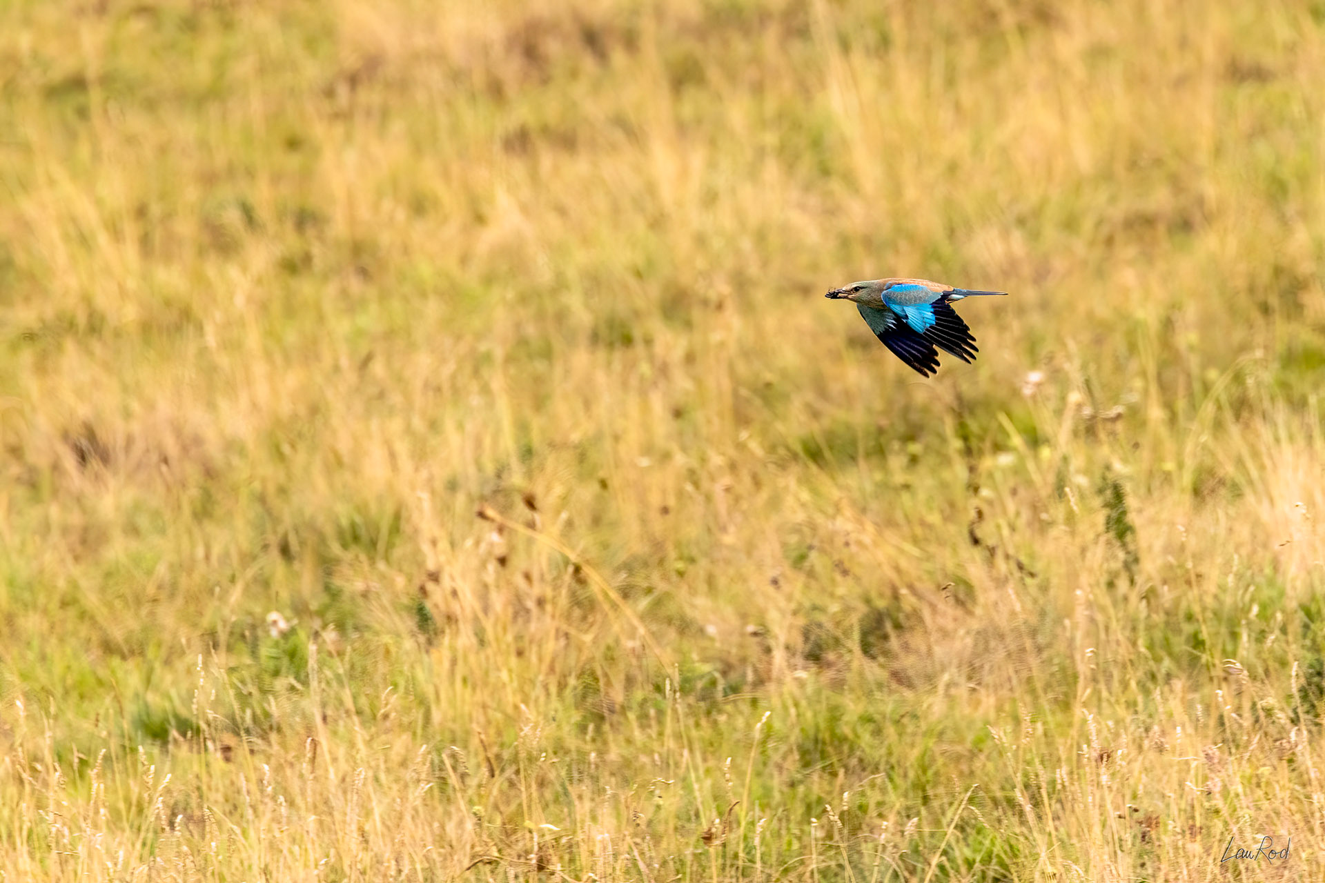 Rollier d'Europe - OBJ121