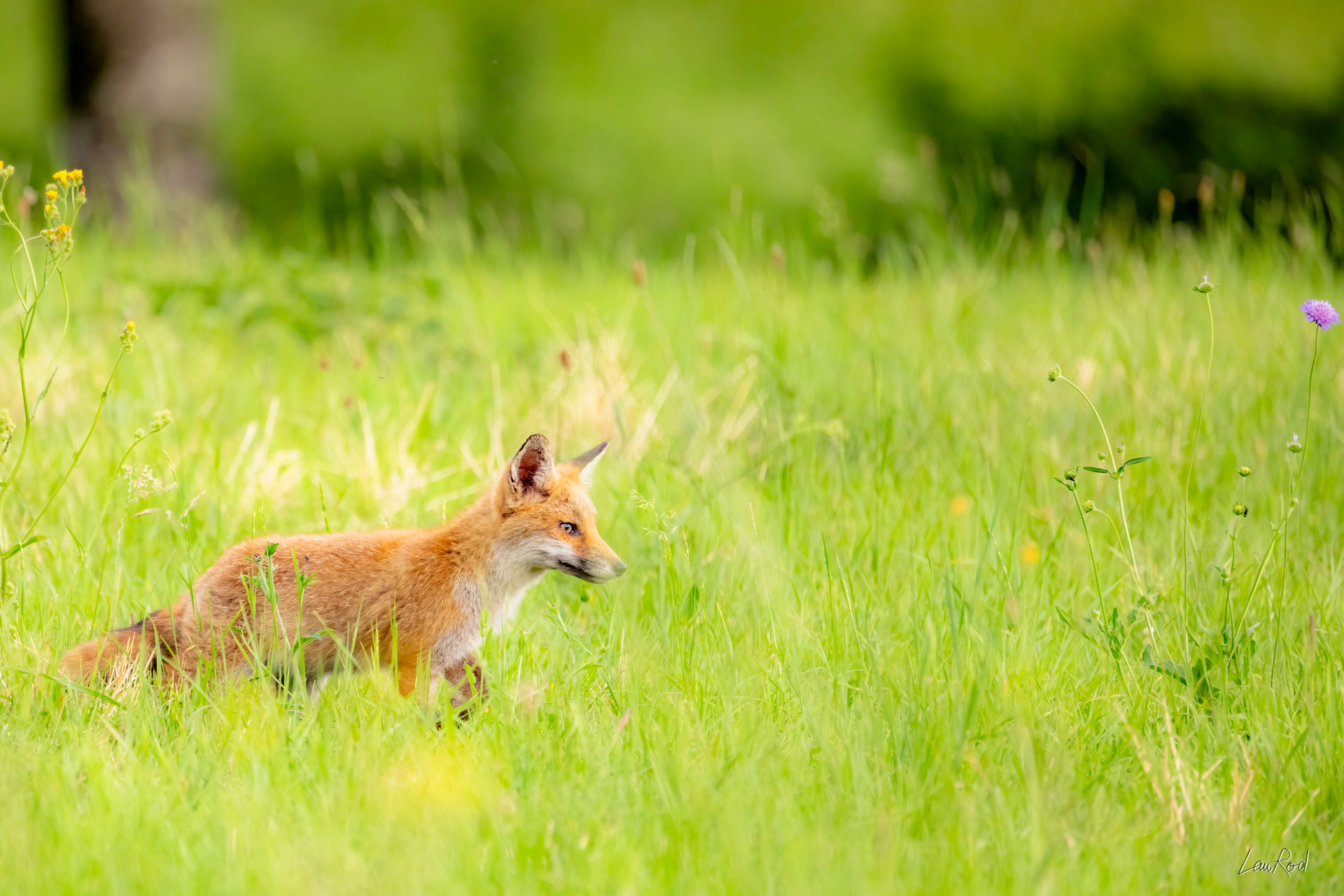 Renard - M141
