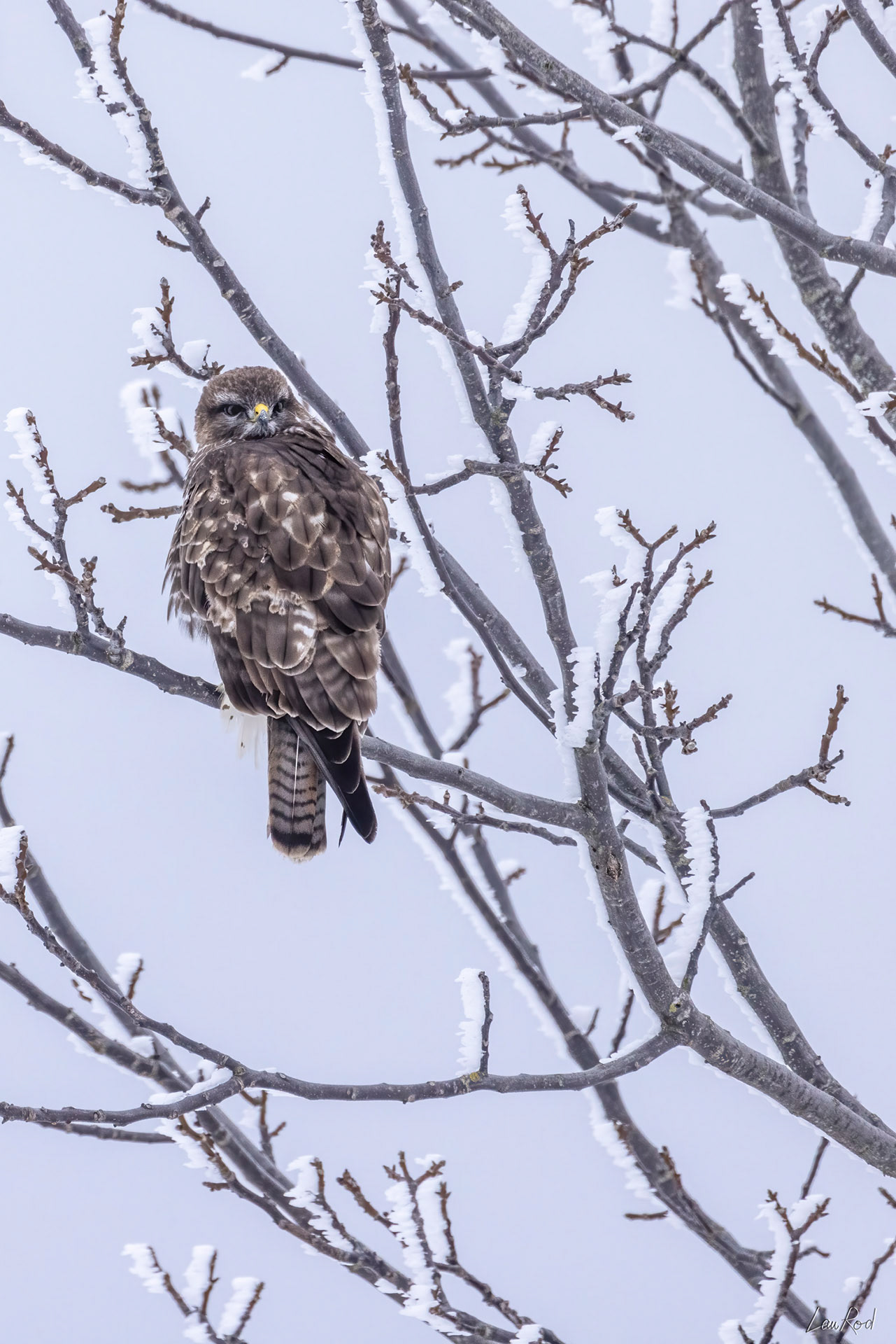 Buse variable - OBJ102