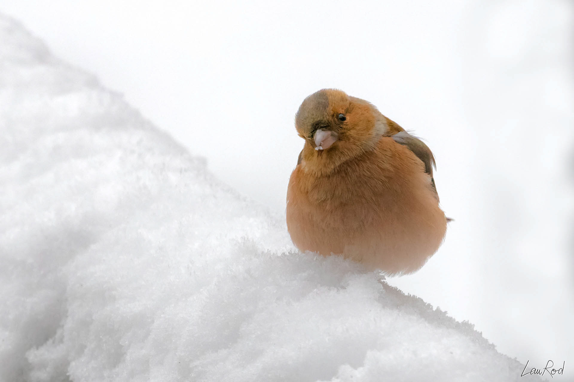 Pinson des arbres - OBJ028