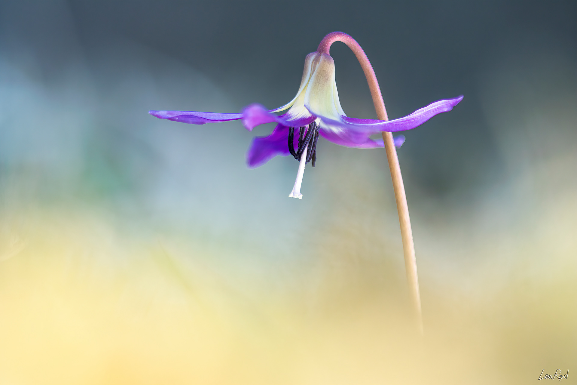 Érythrone dent de chien - F074