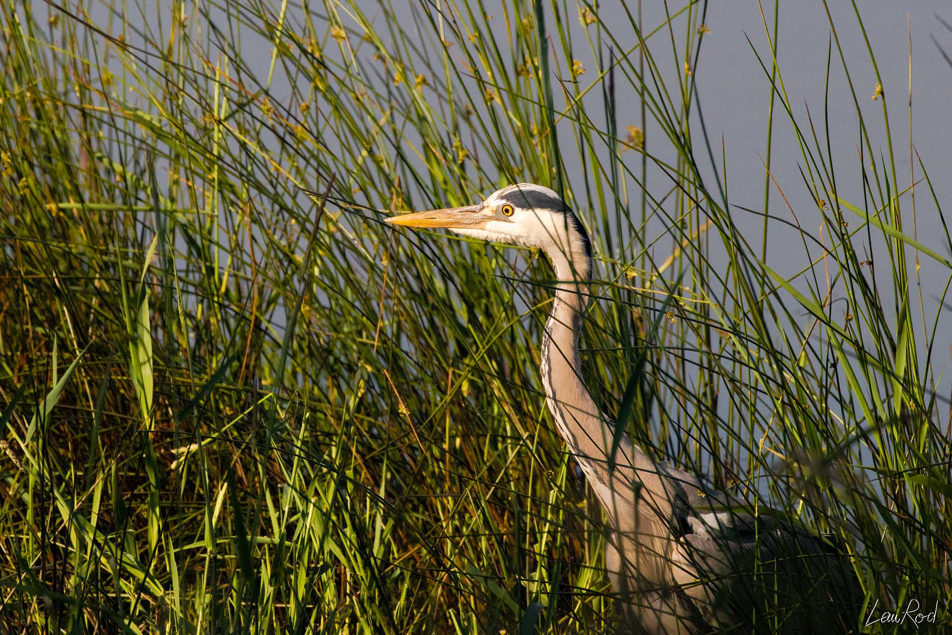 Héron cendré - OE 003